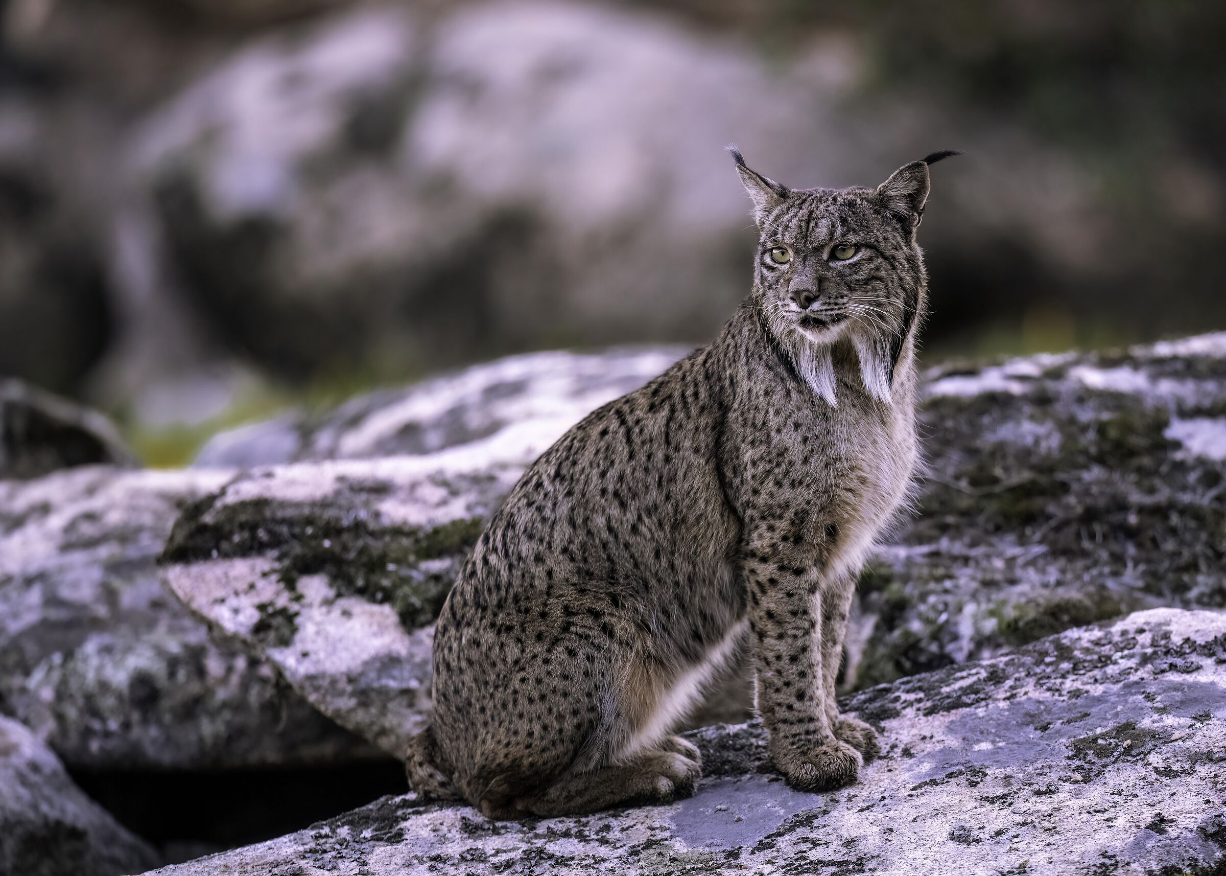 Lynx pardinus