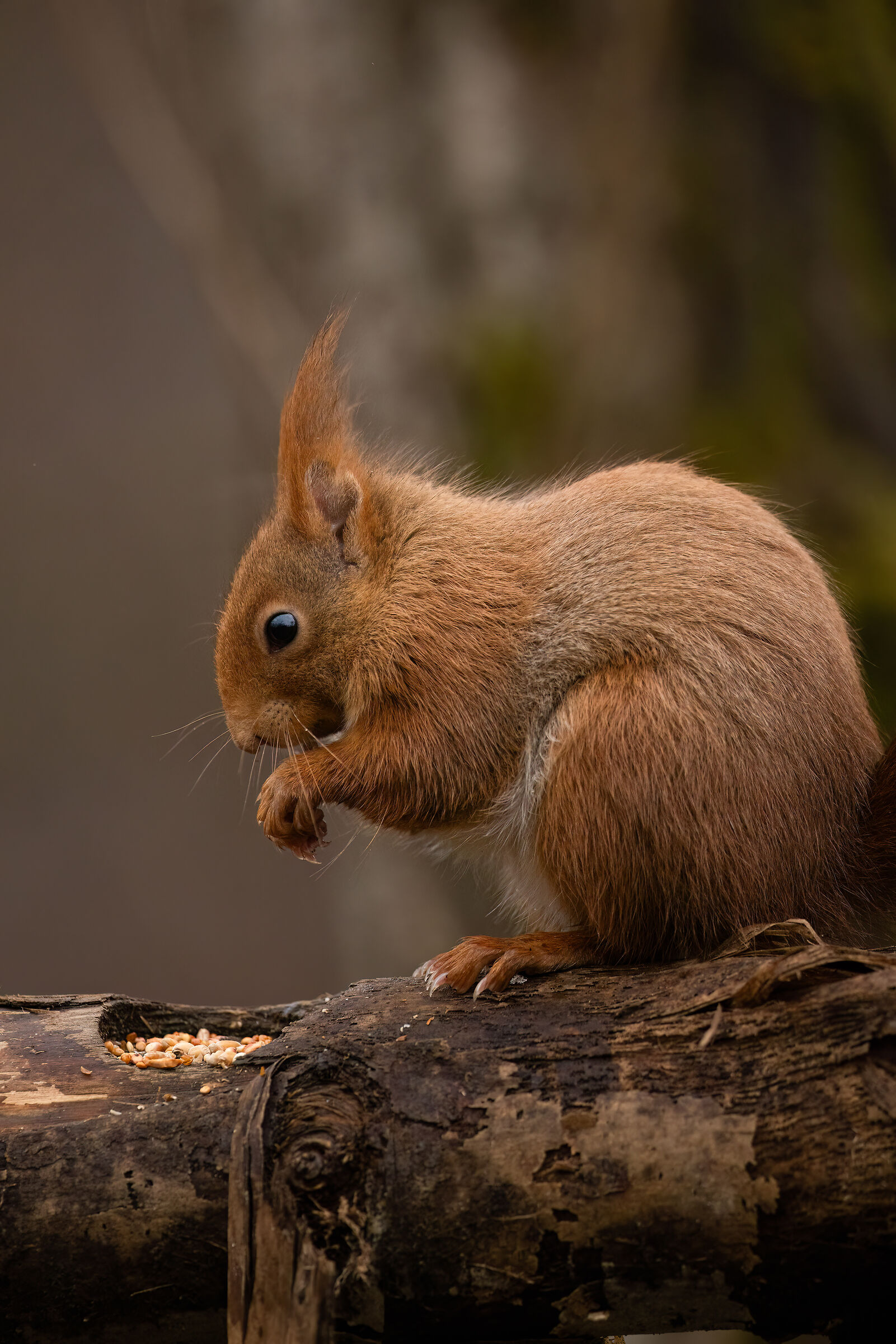 Red Squirrel