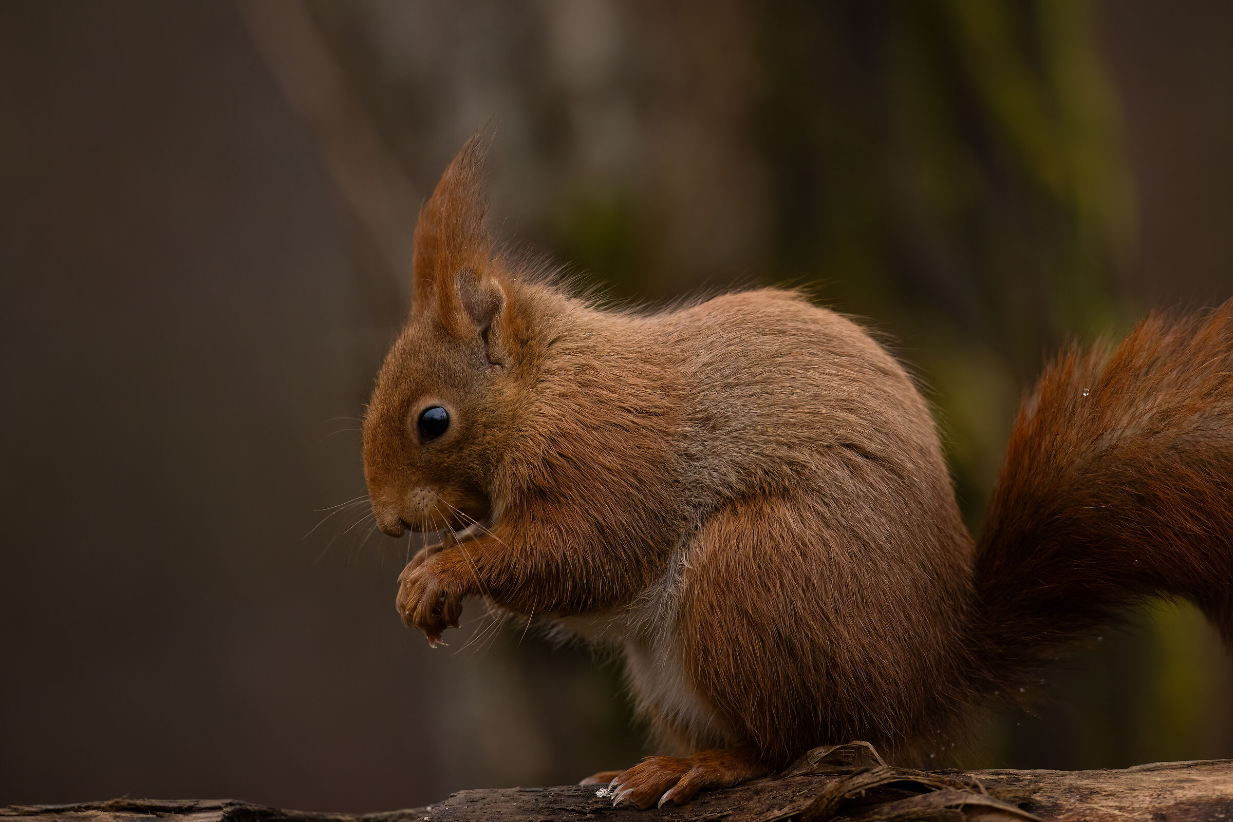 Red Squirrel