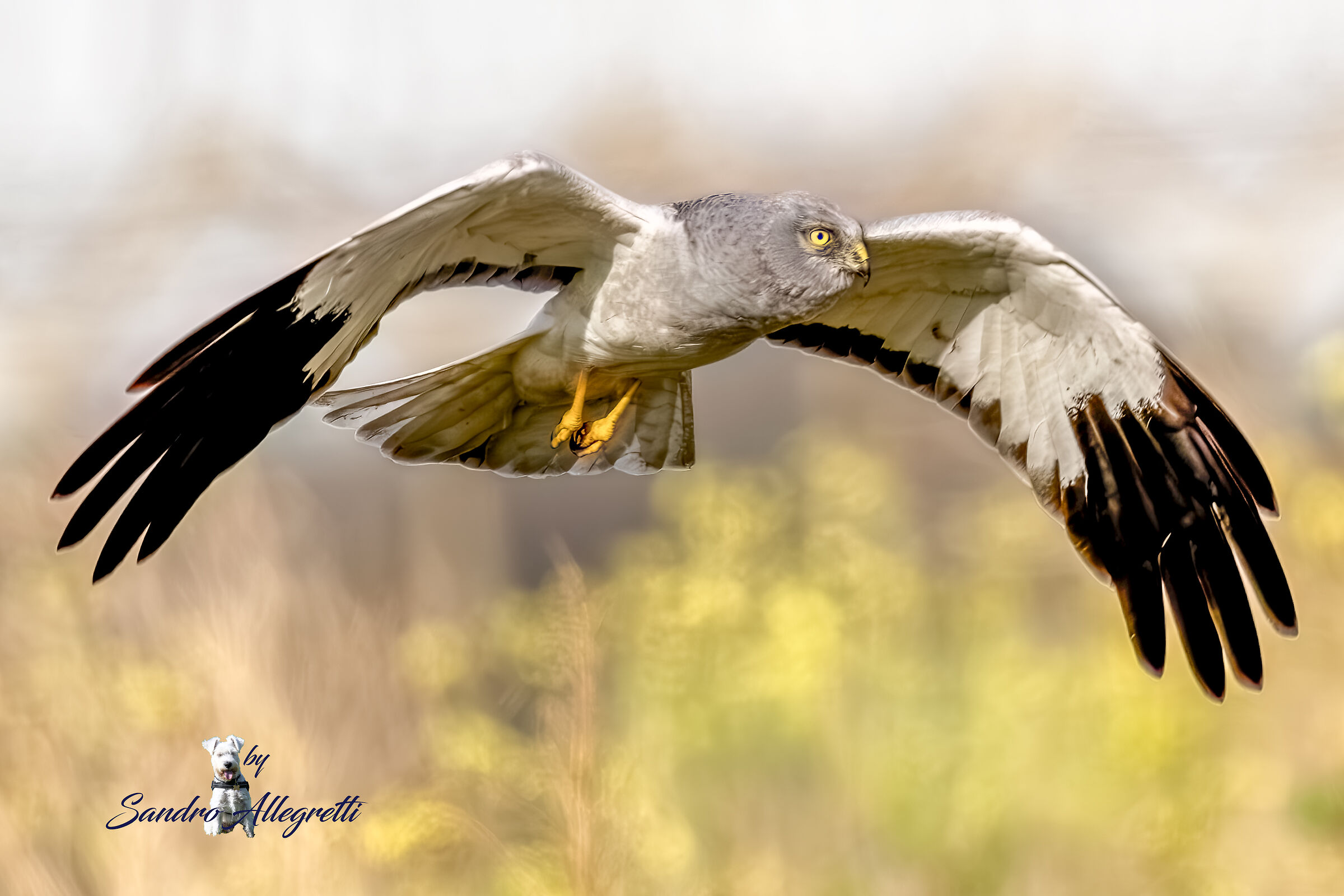 L'albanella reale (Circus cyaneus)