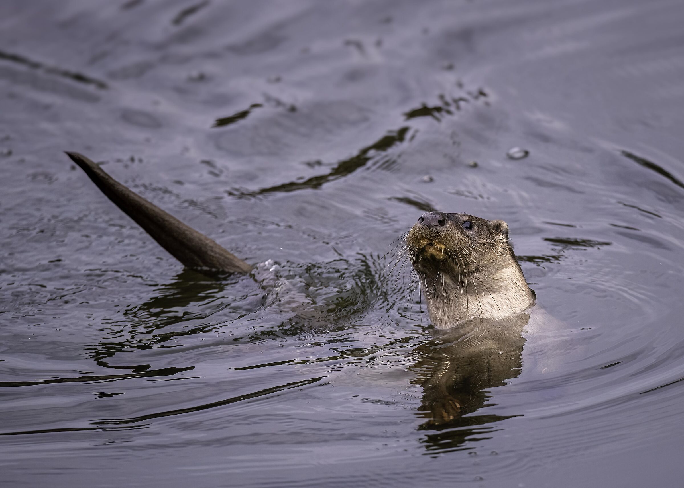 Otter (Lutra lutra)