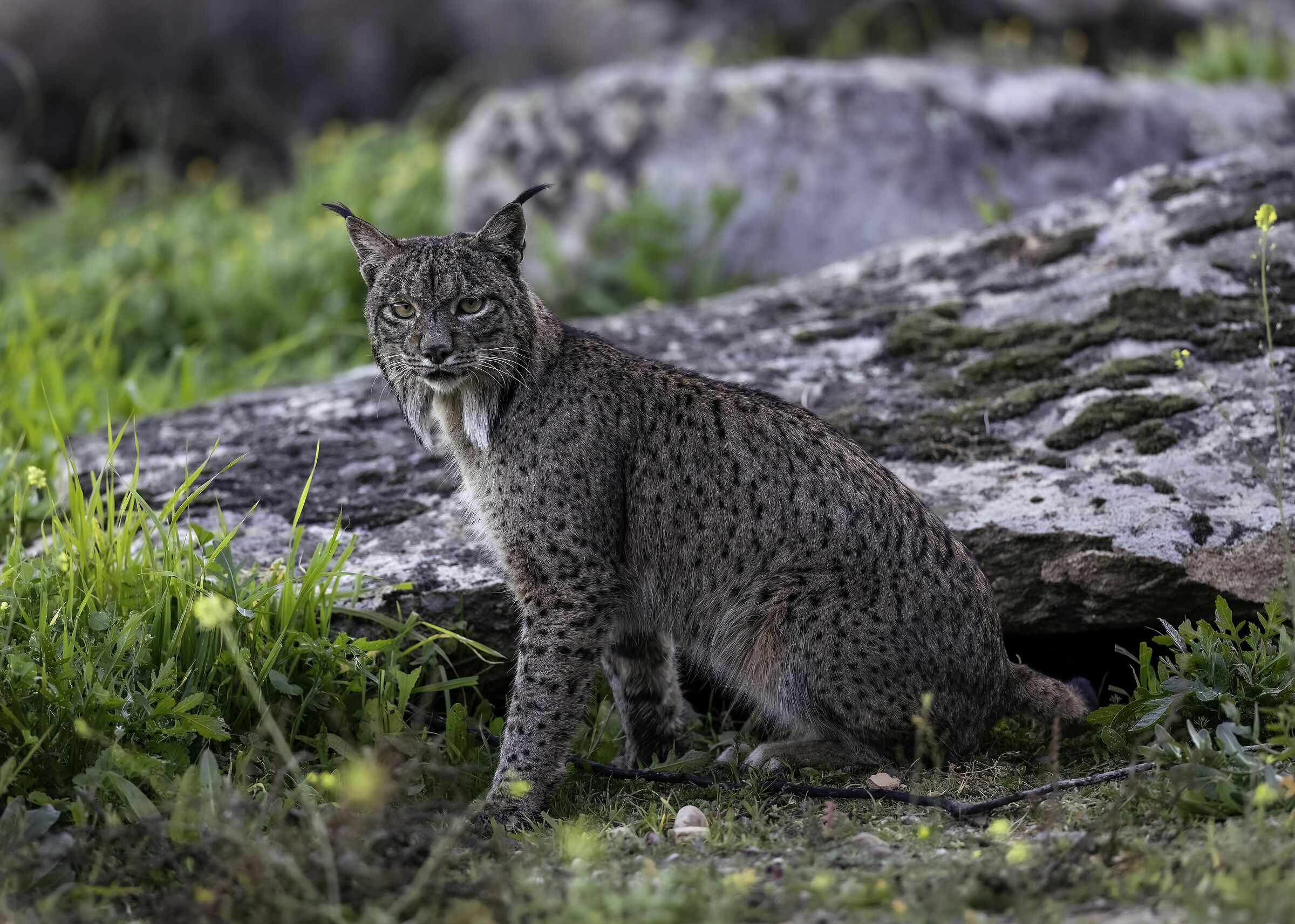 Lynx pardinus
