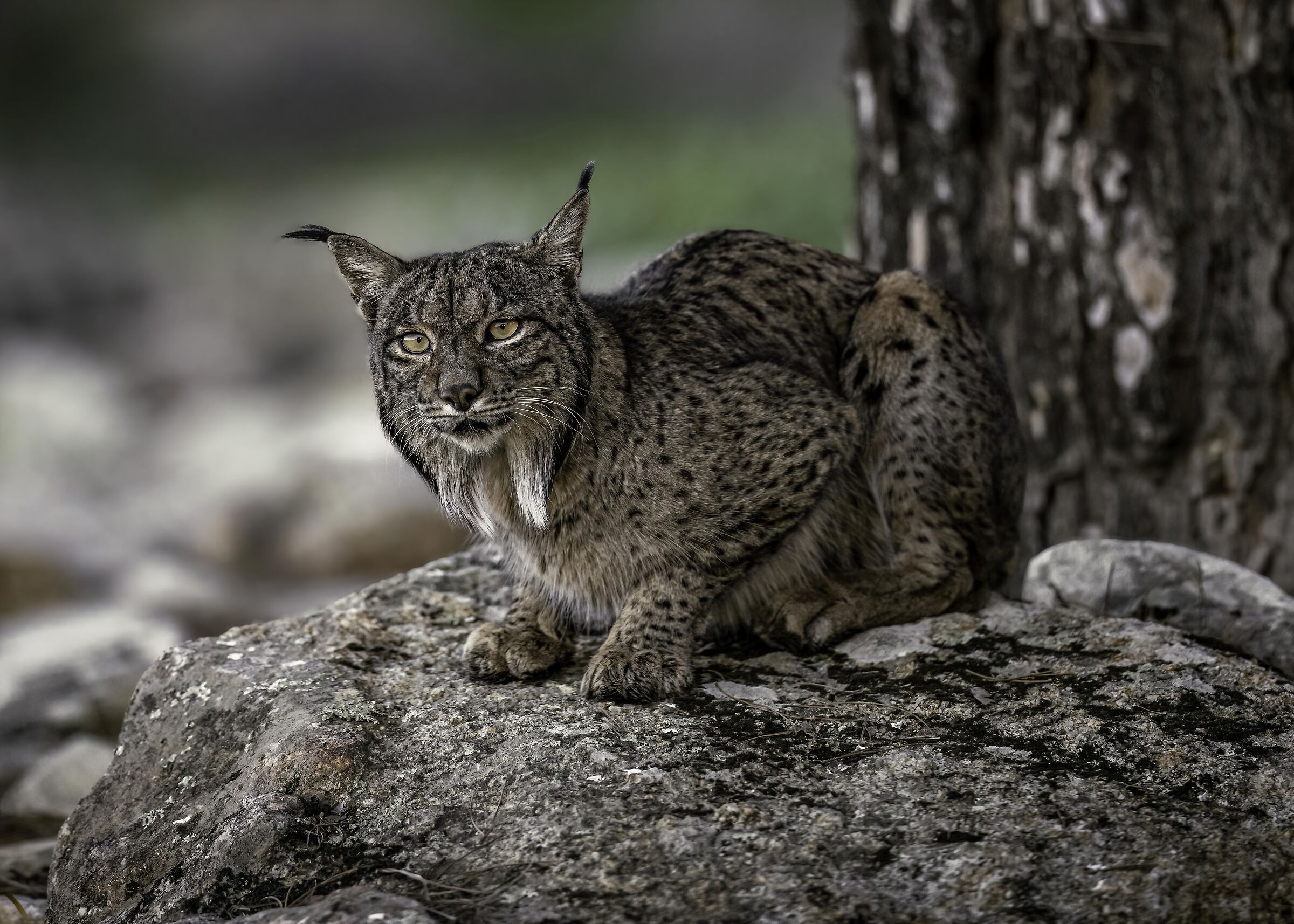 Lynx pardinus