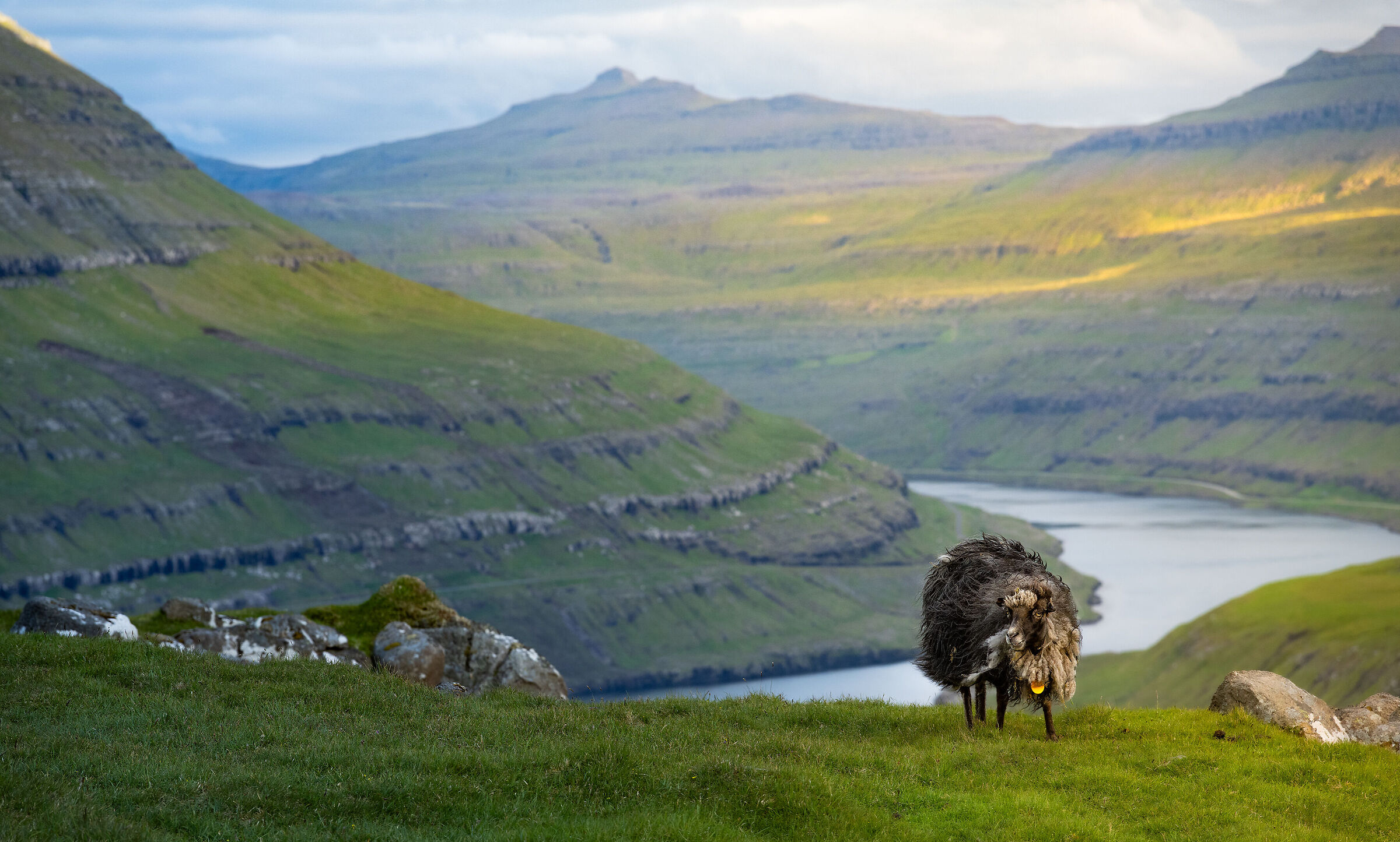 Funningur Fjord & Sheep