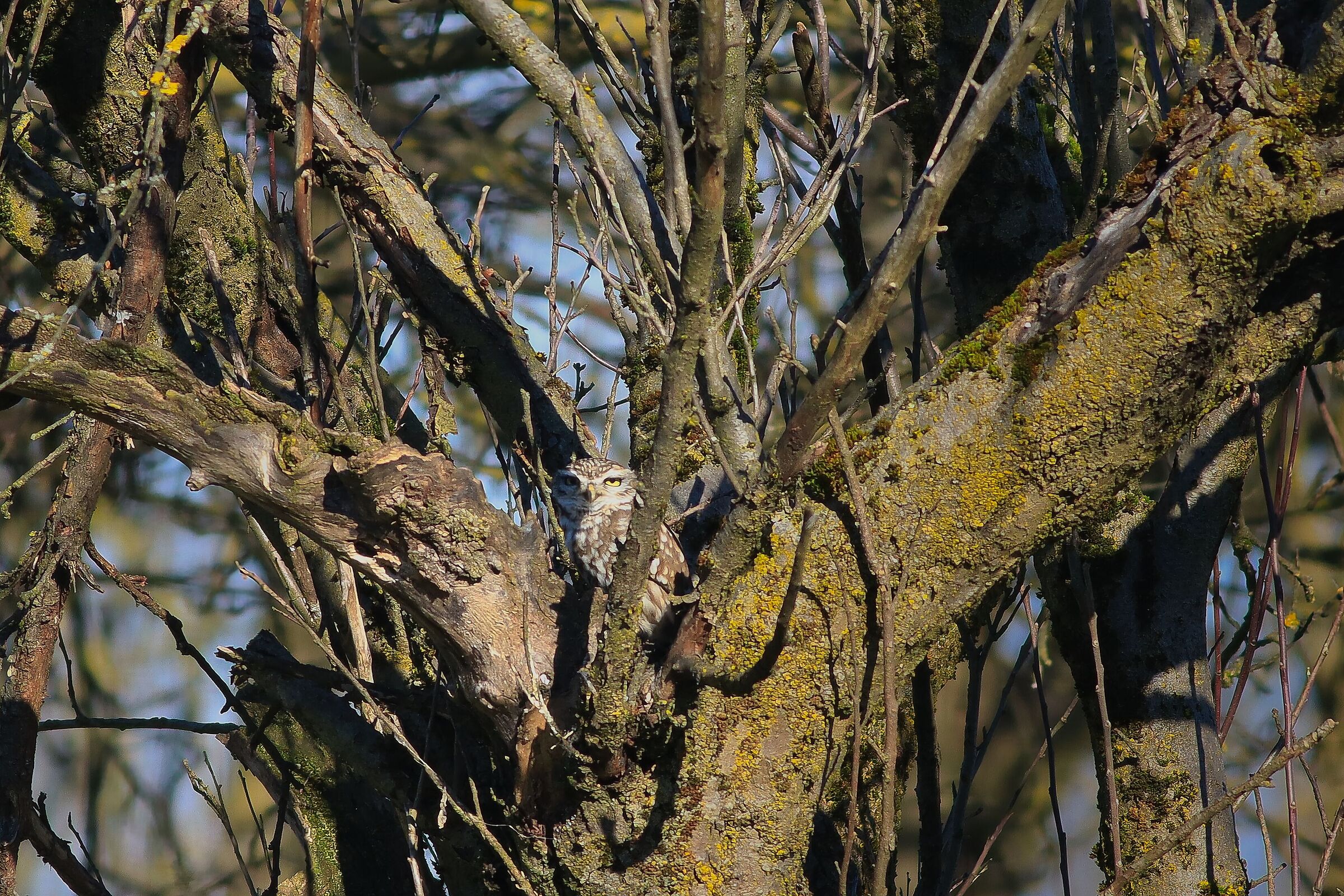 Owl