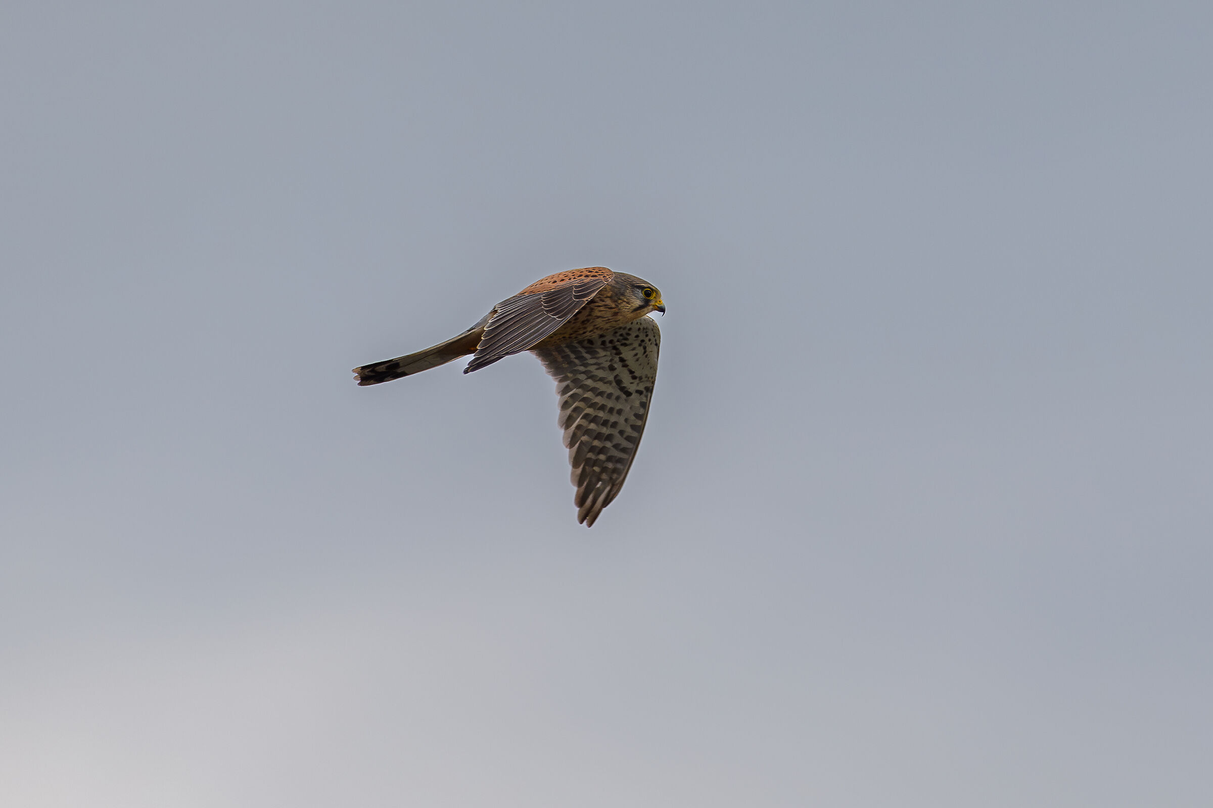 Kestrel