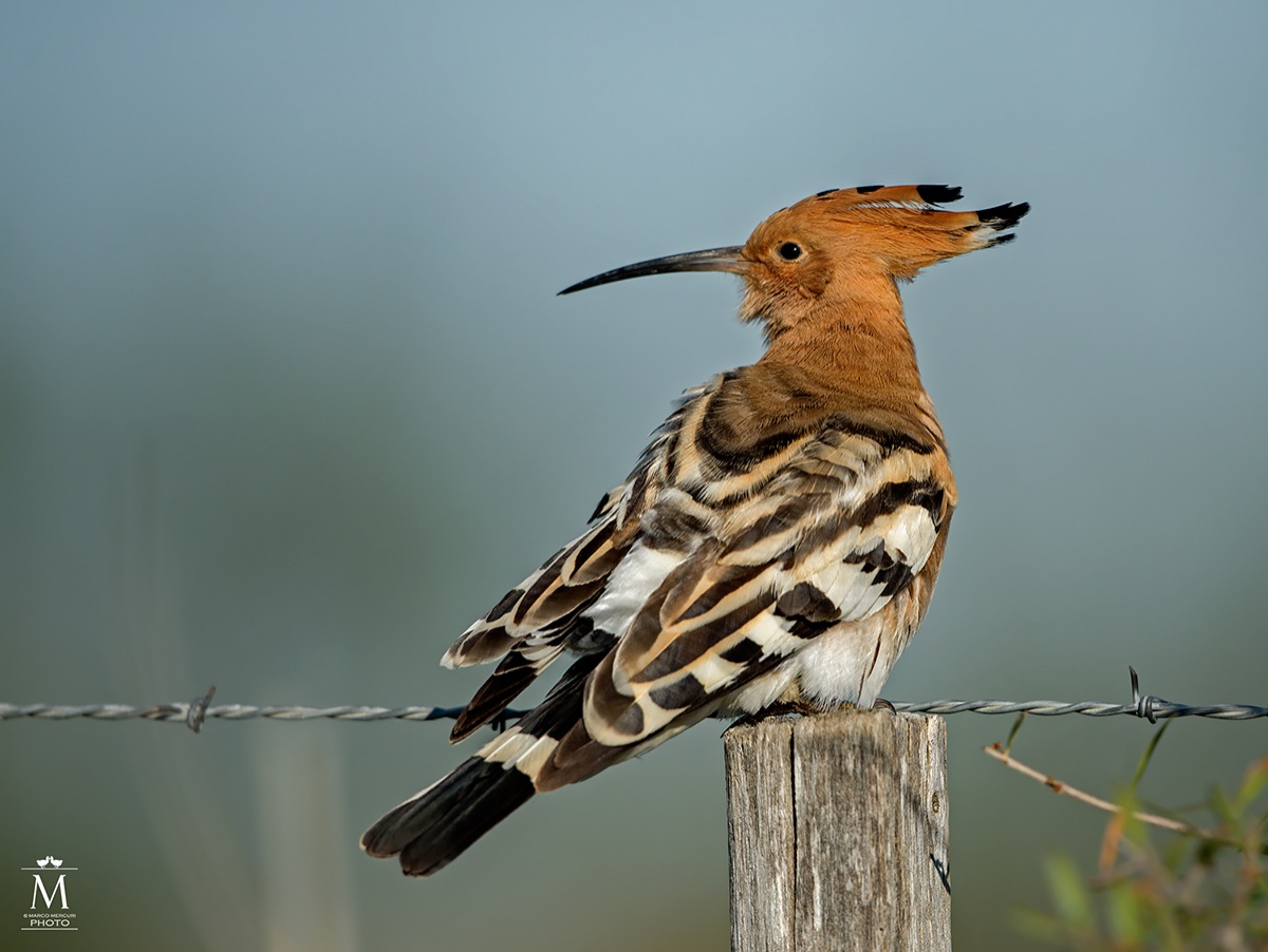 Hoopoe