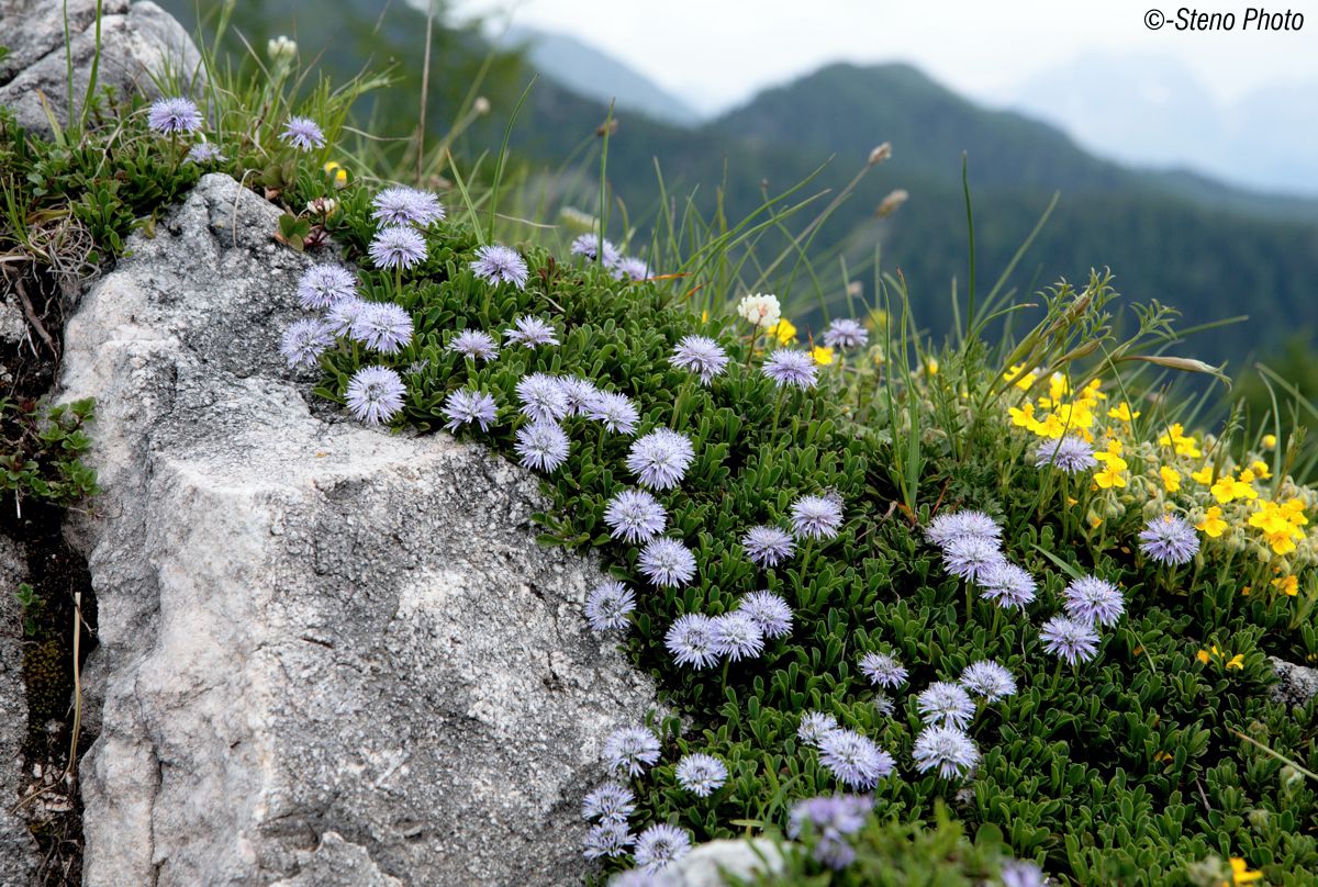 The Trodo of flowers