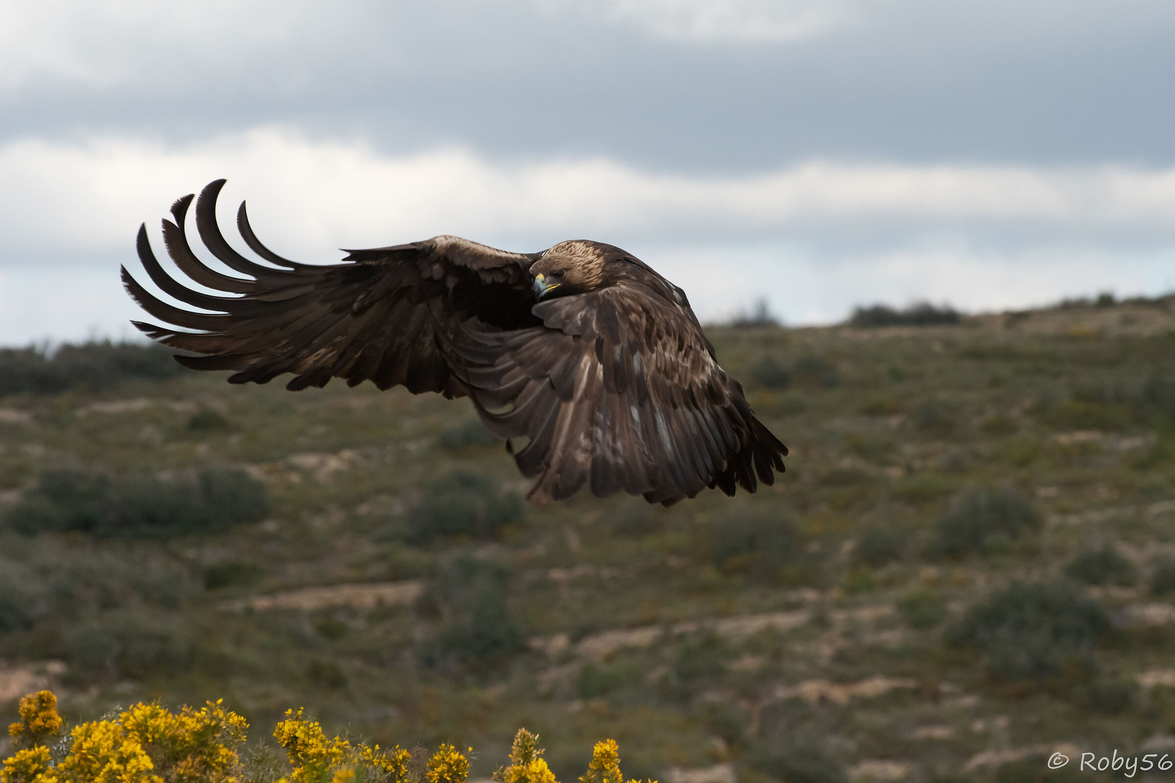 Golden eagle..