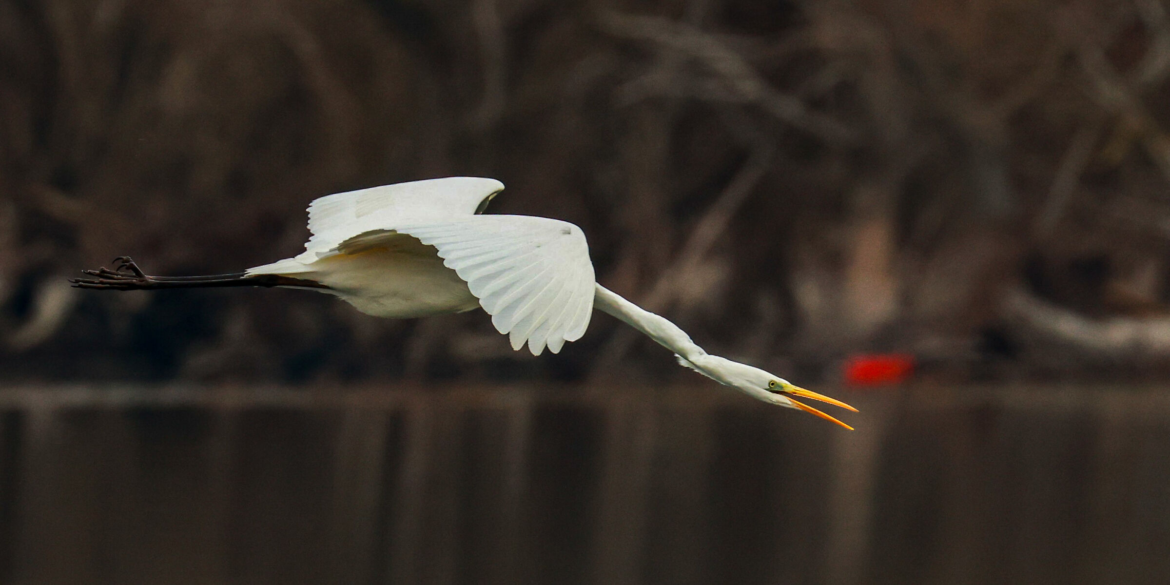 airone bianco