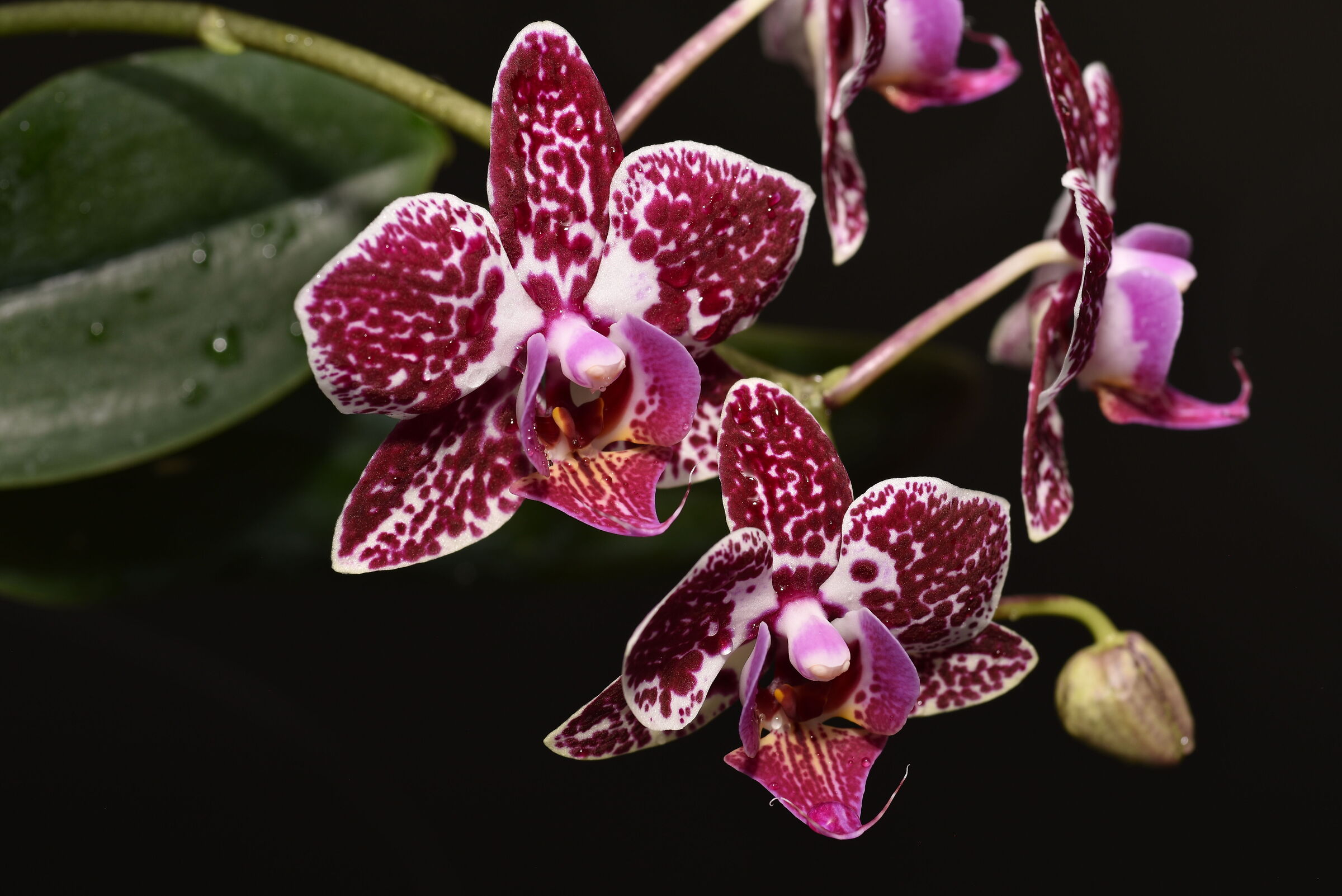 Orchidea