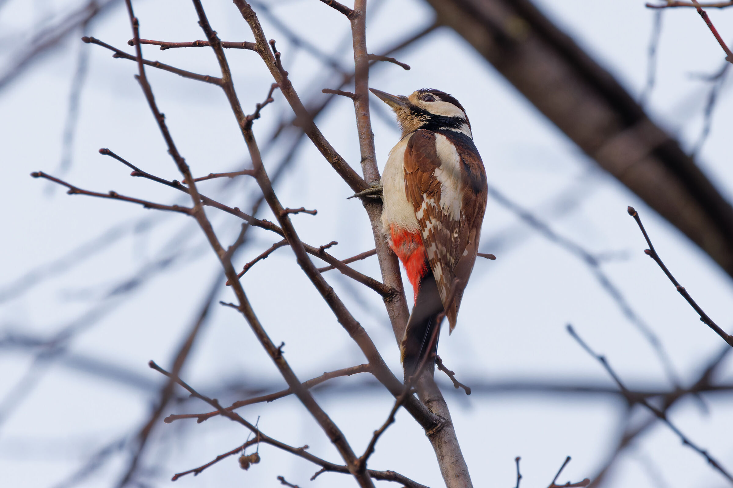 Great Red Woodpecker juv. (???)