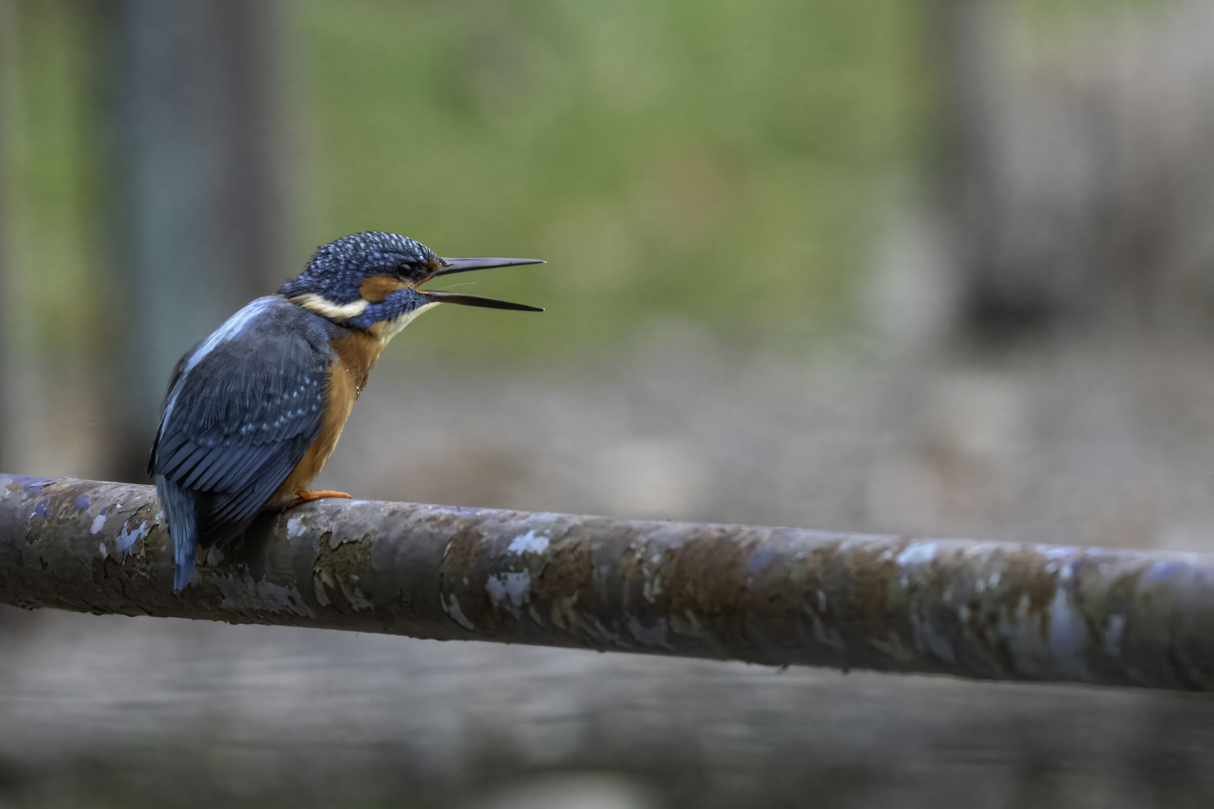 Kingfisher