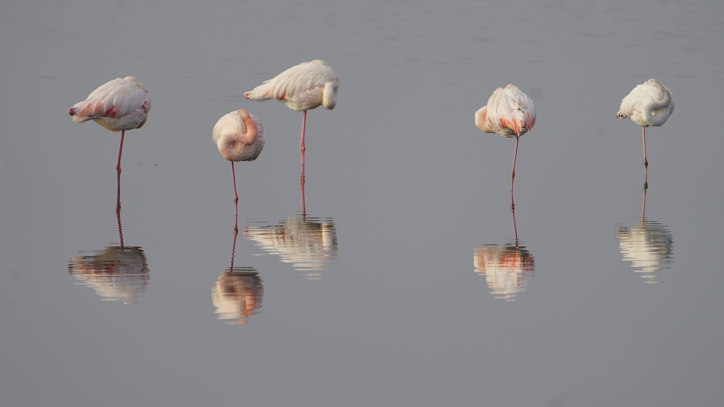 Flamingo nap