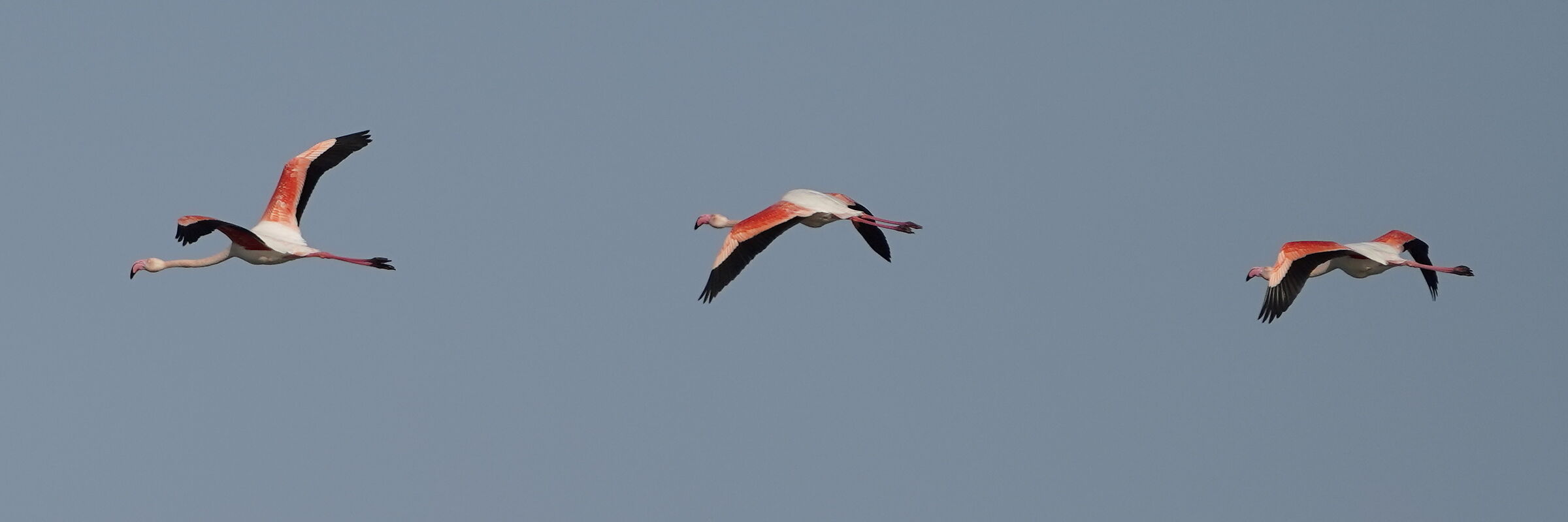 Flamingos in formation