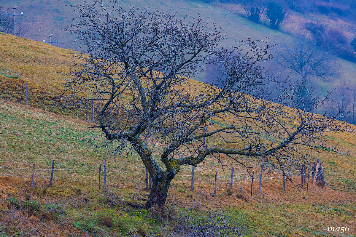 Anche l'inverno ha i suoi colori ... (vecchio melo)
