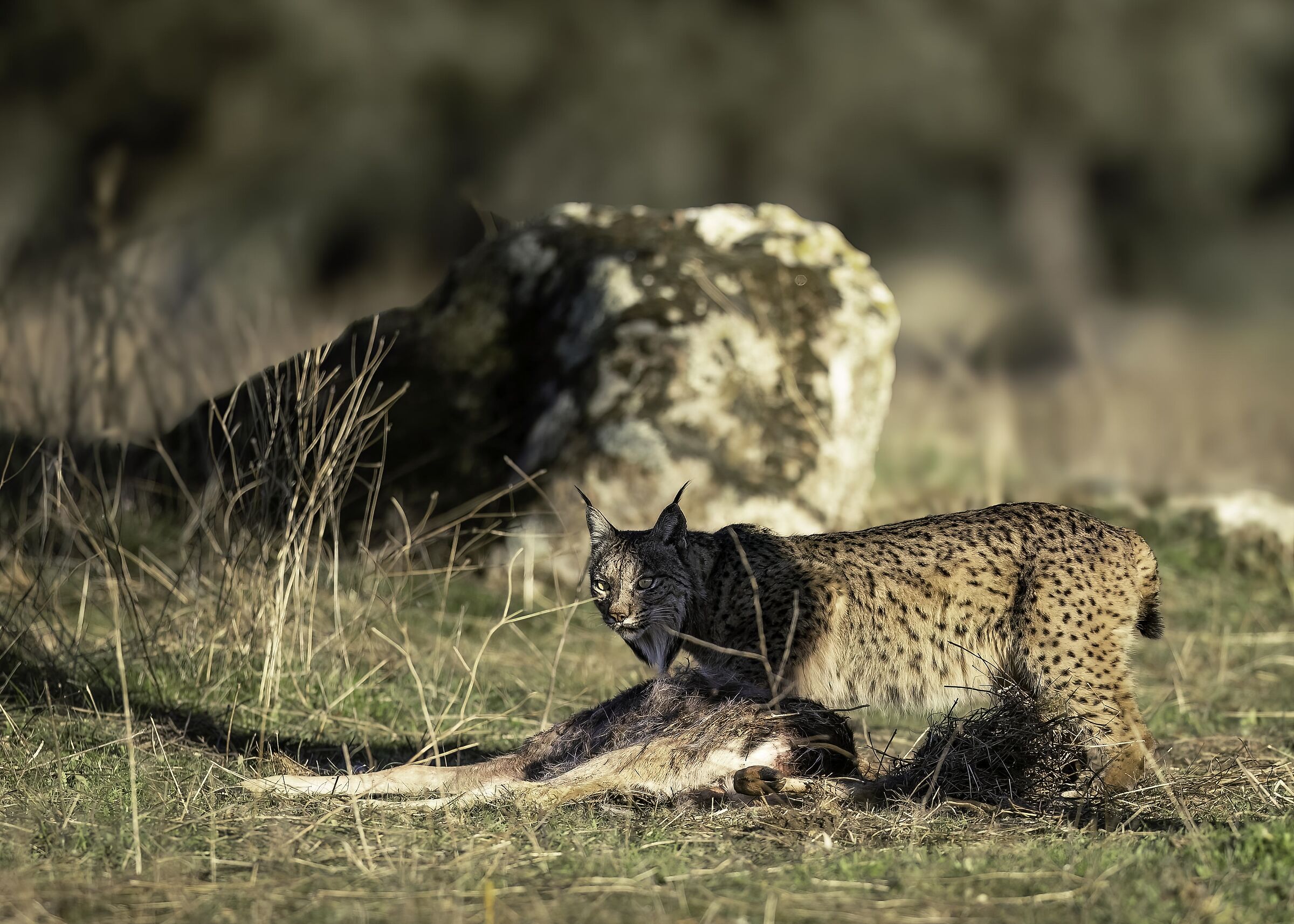 The hunter and the hunted