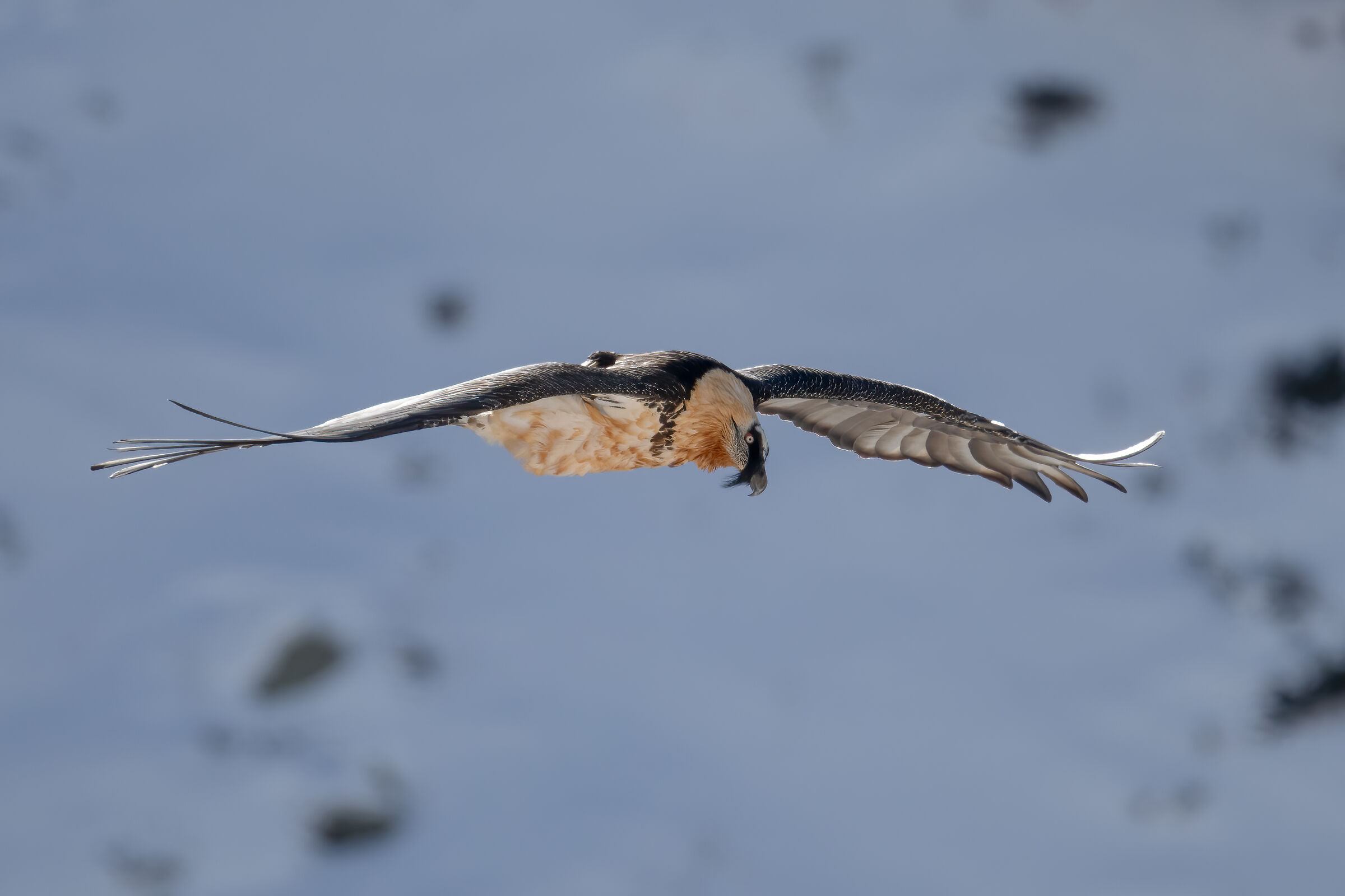 Bearded vulture
