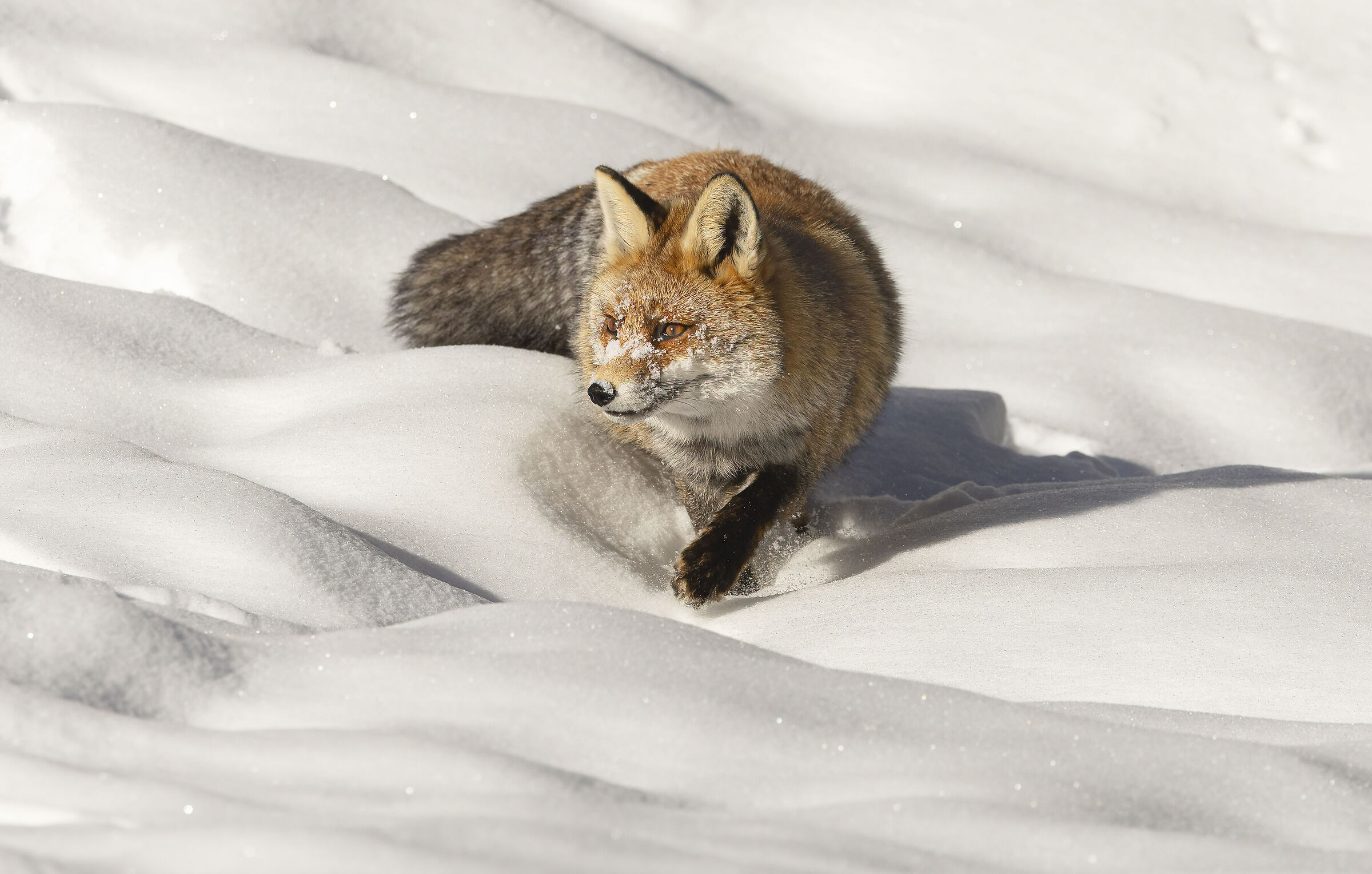 volpe tra le piccole dune, gennaio 2025