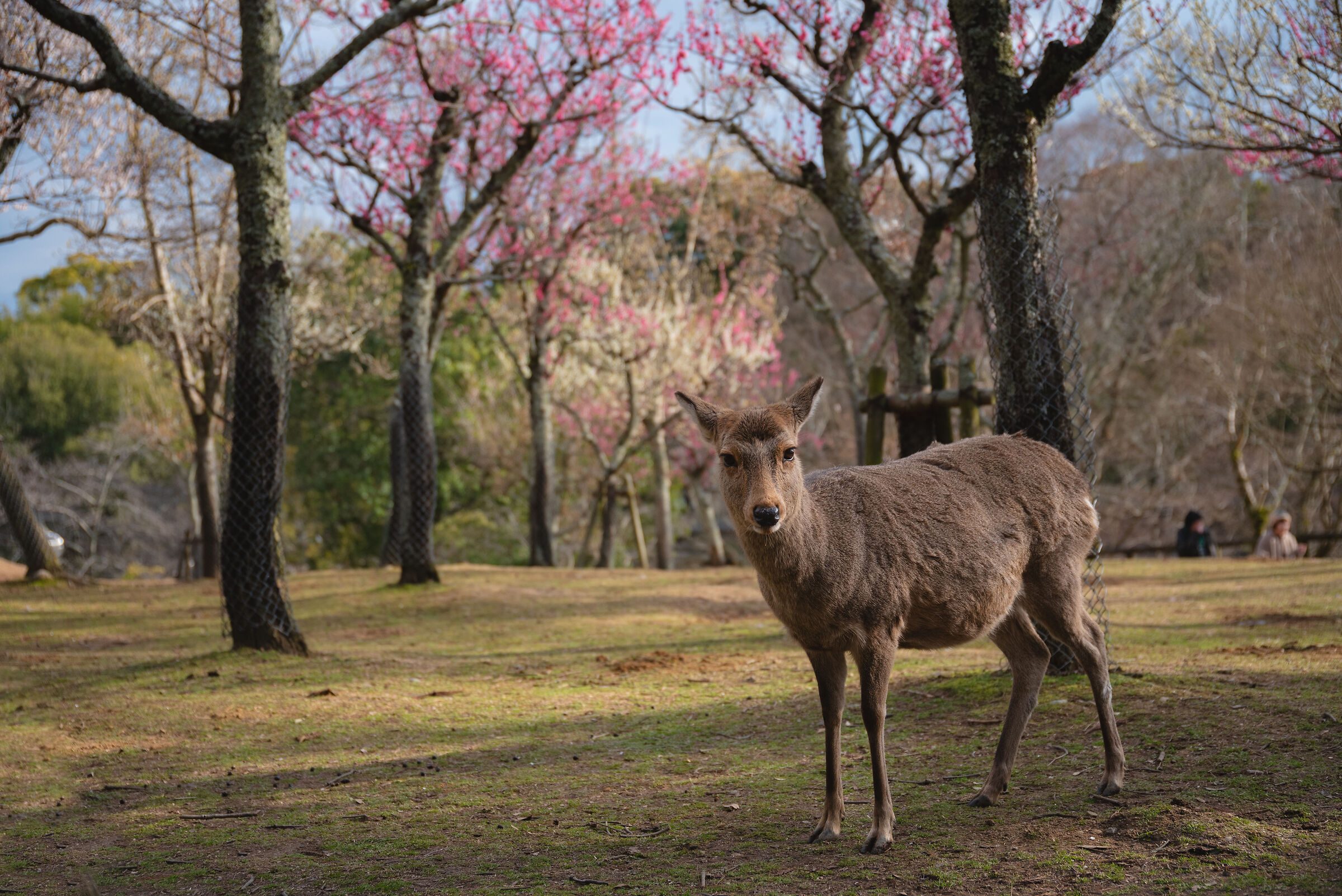 Deer, Nara