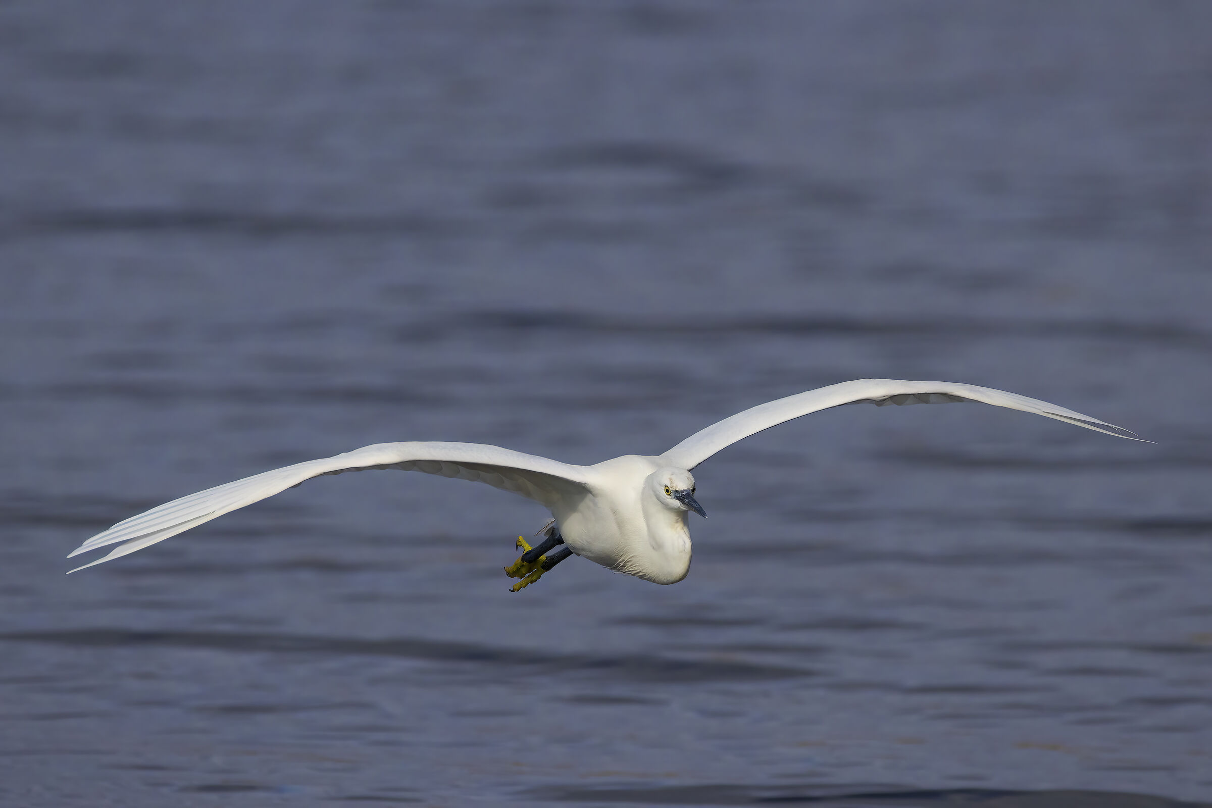 Egret in flight