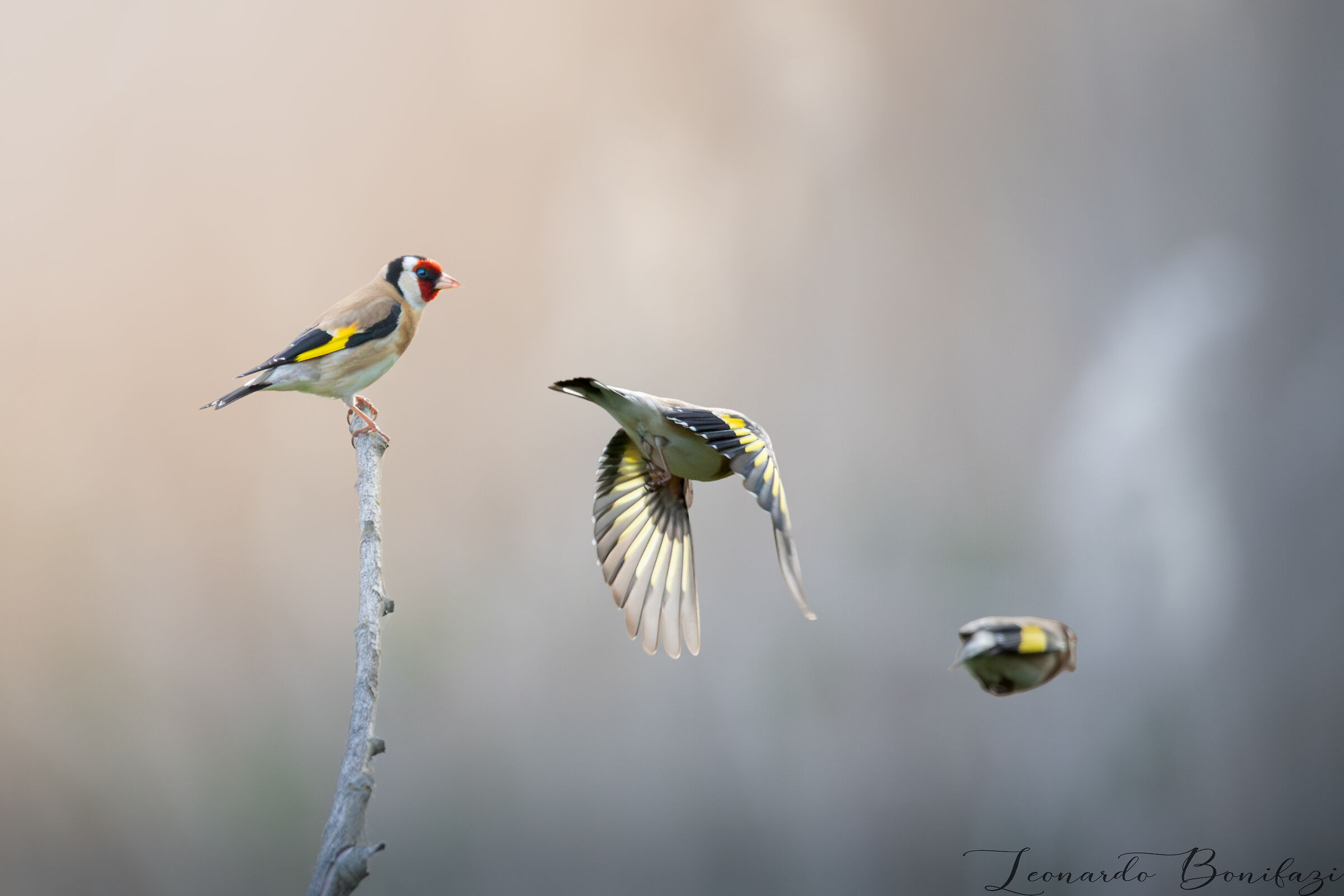 Stacco del cardellino