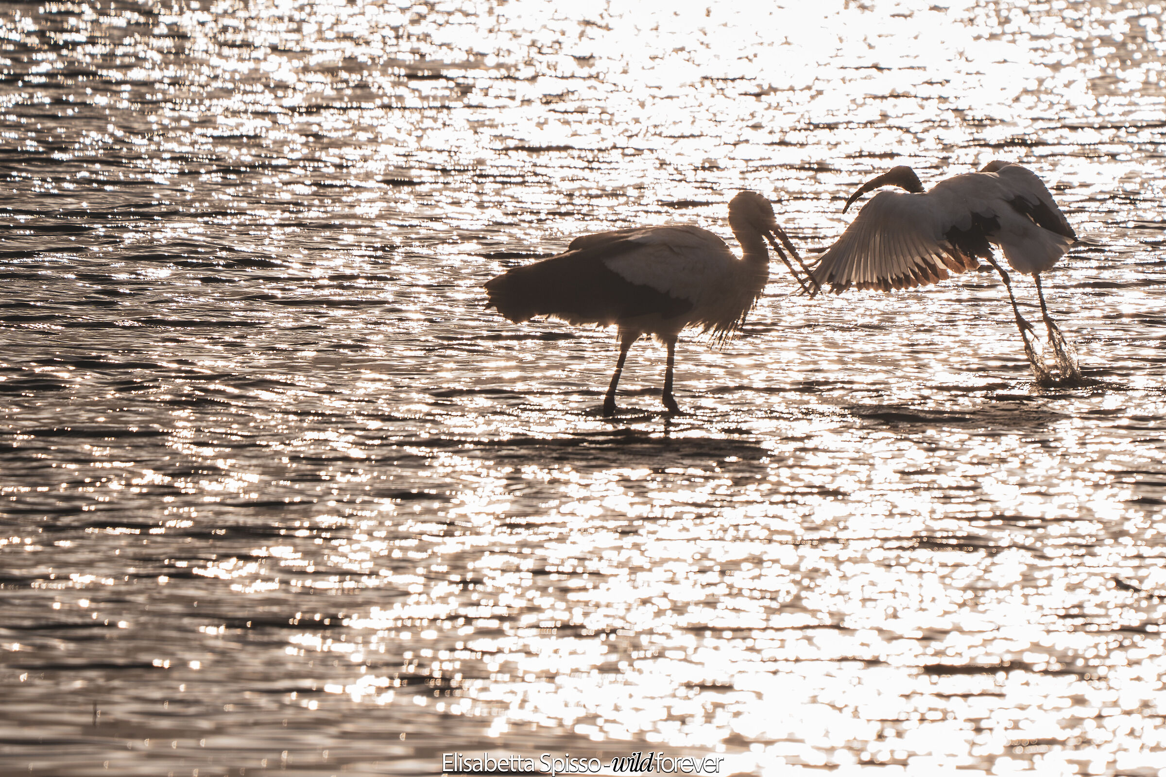 White stork and sacred iris