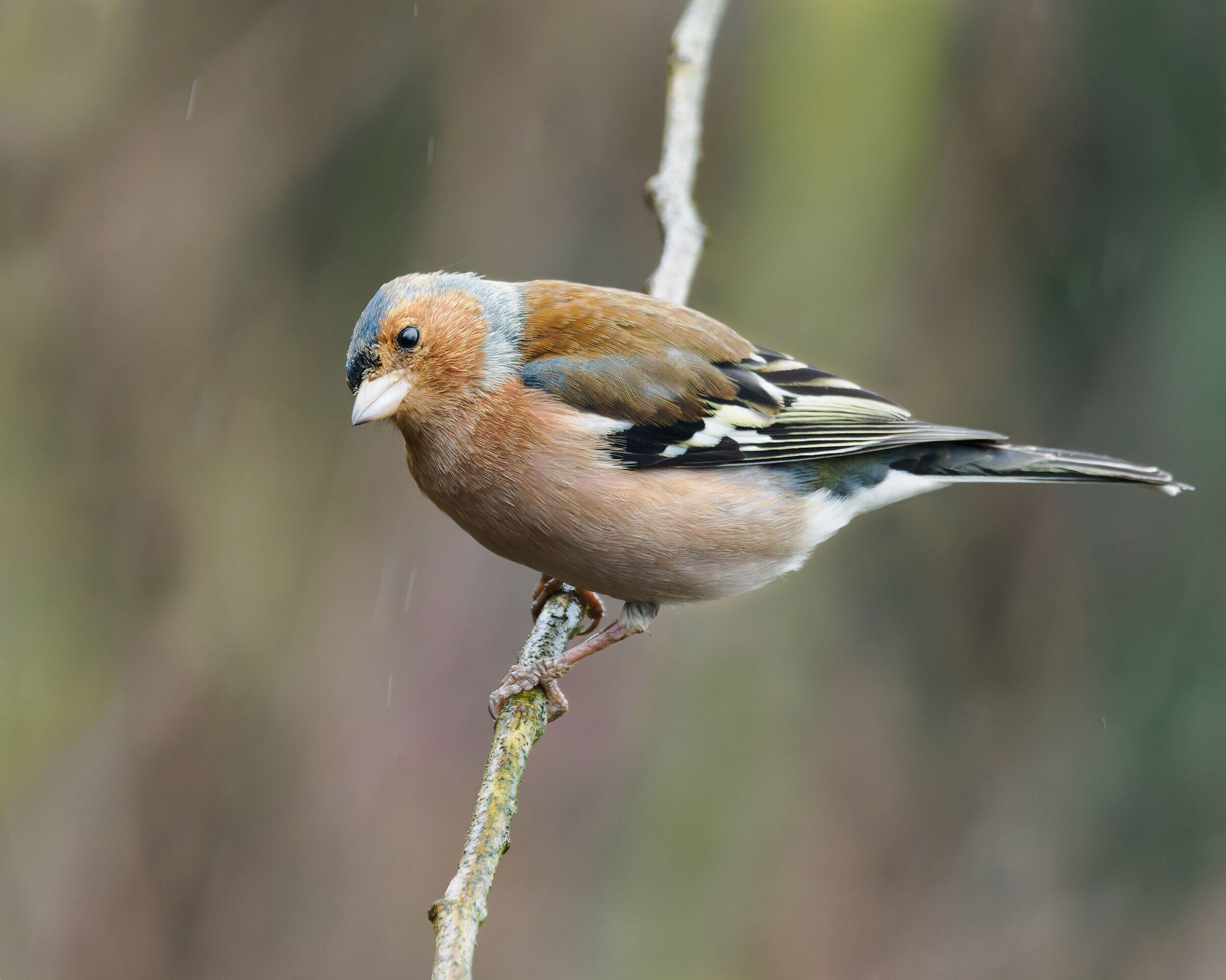 Chaffinch ?