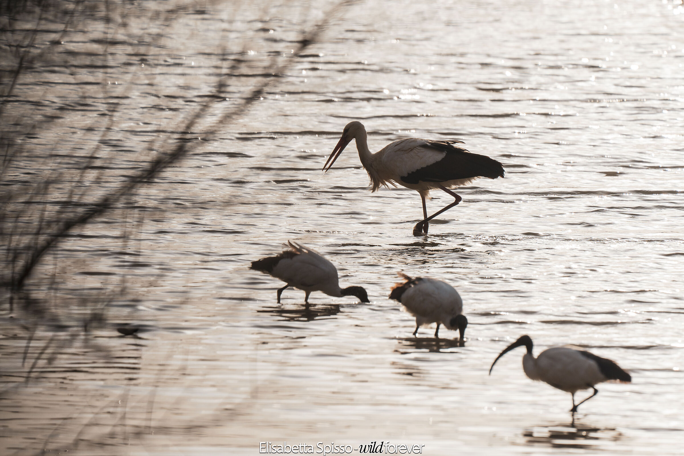 White stork and sacred iris
