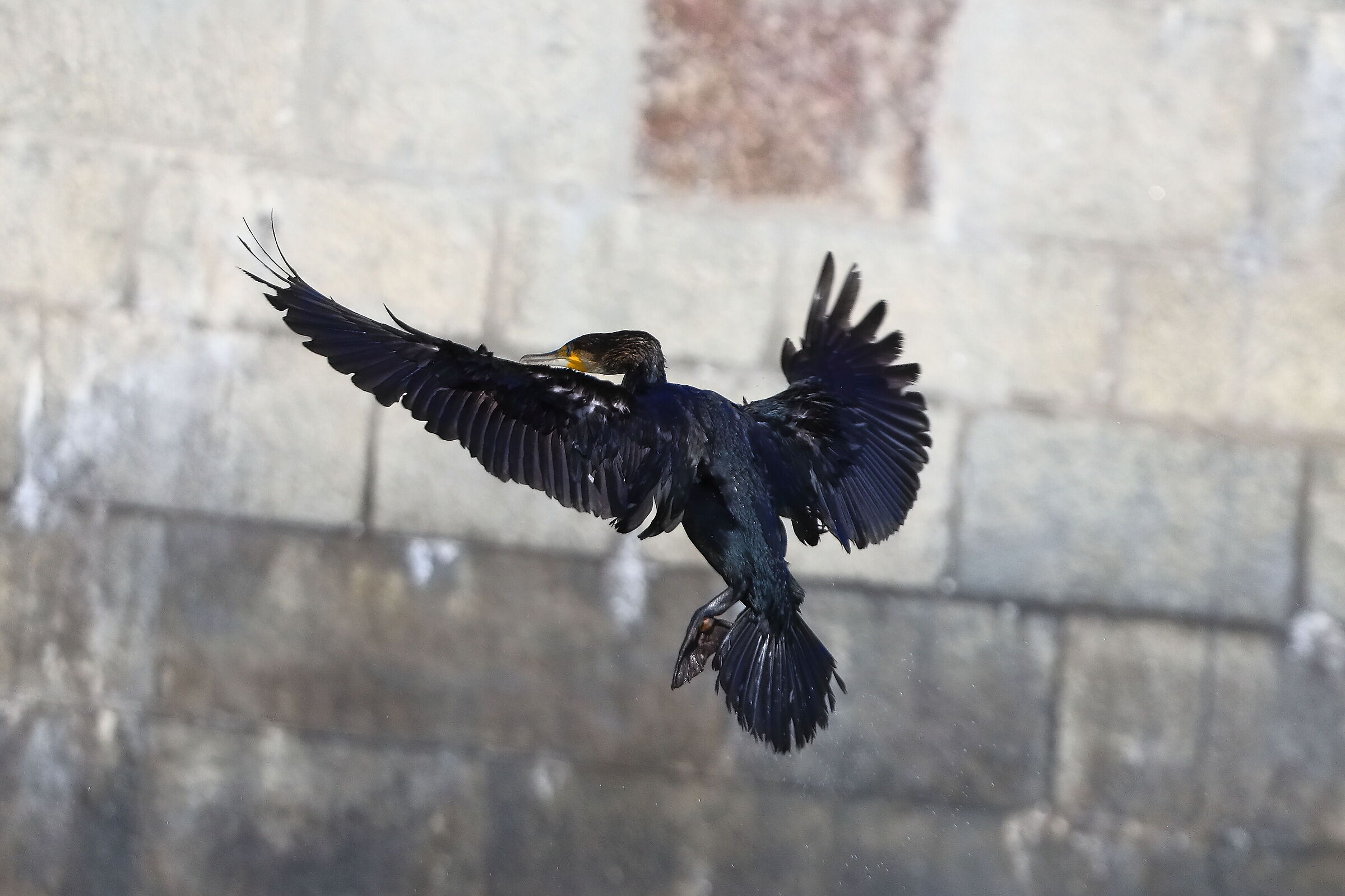 Cormorano 20 agosto 2024 - 0015