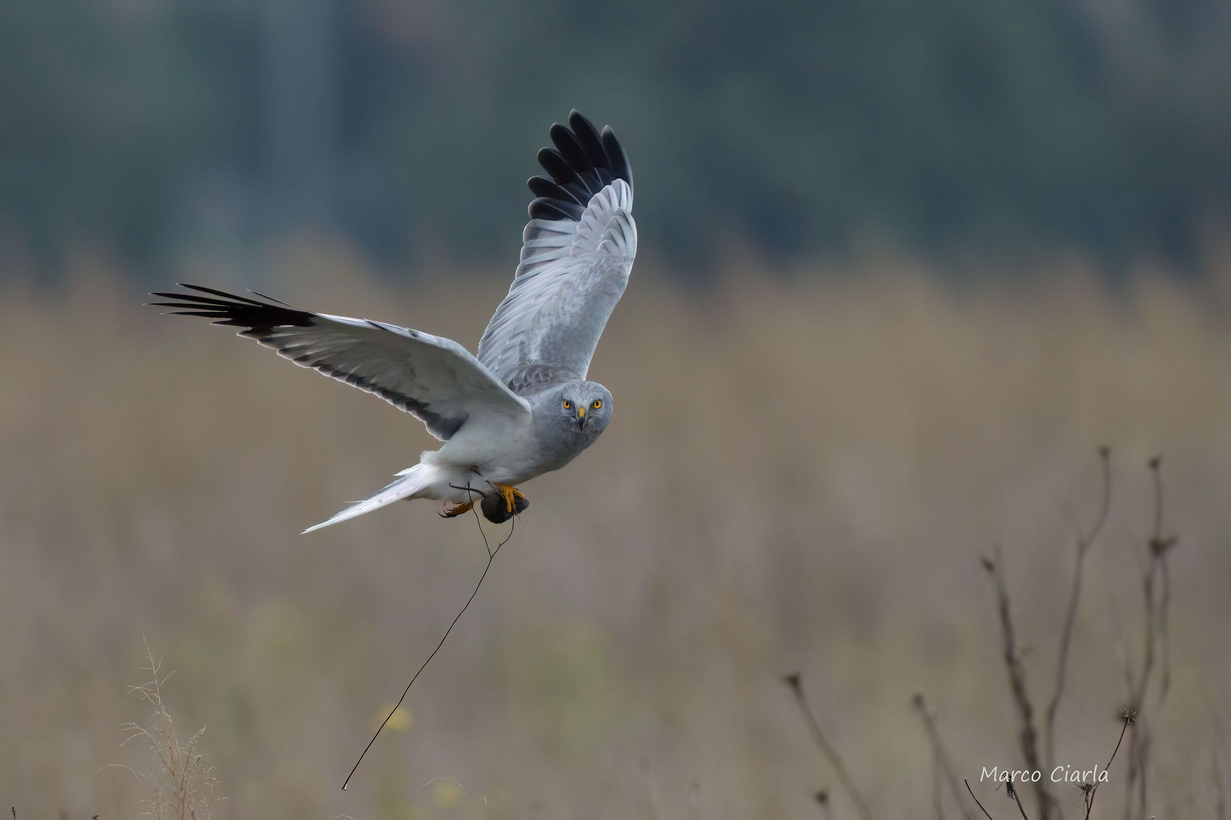 Hen Harrier (Circus cyaneus )