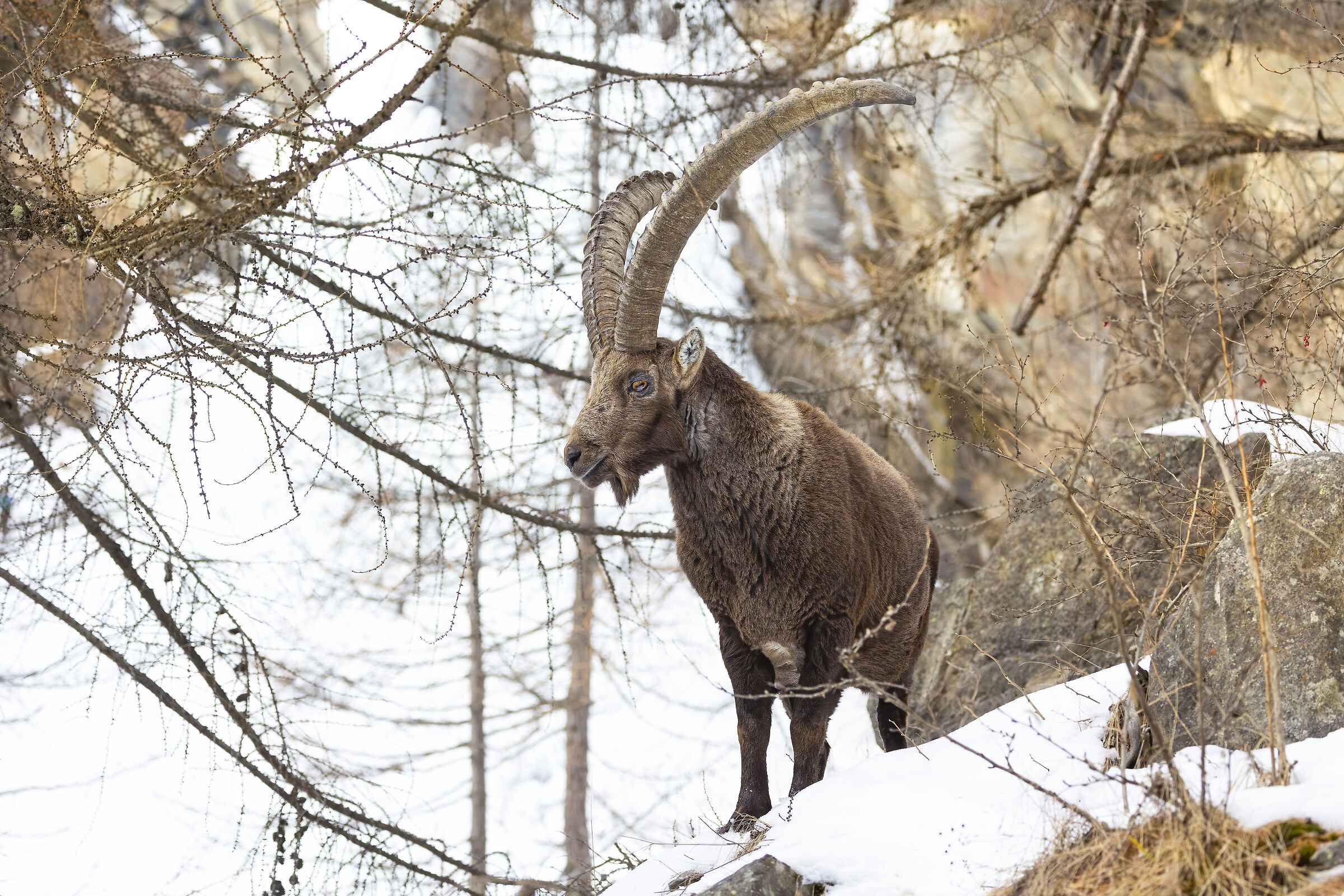stambecco adulto nel bosco di larici, gennaio 2025