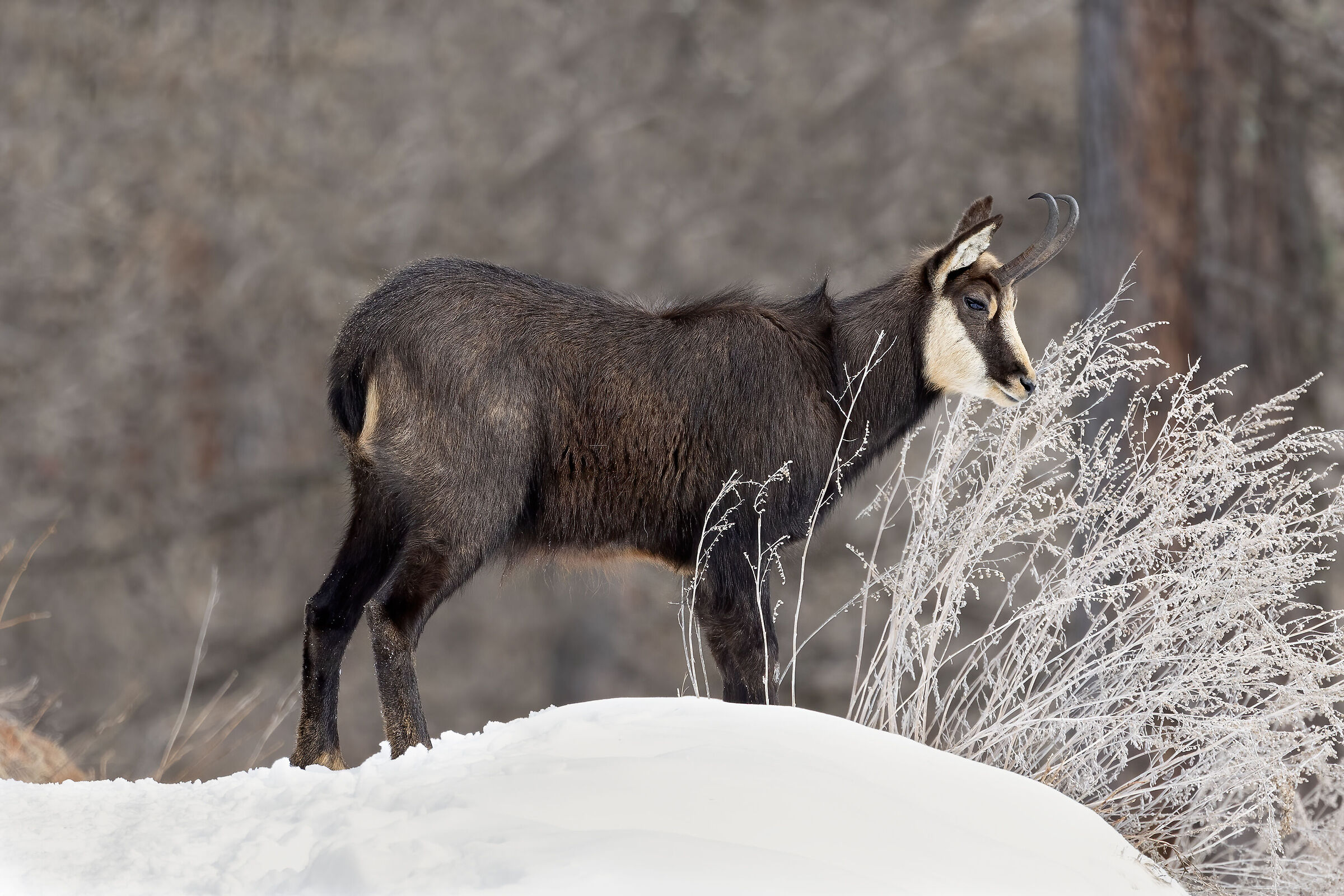 l'inverno del camoscio, gennaio 2025