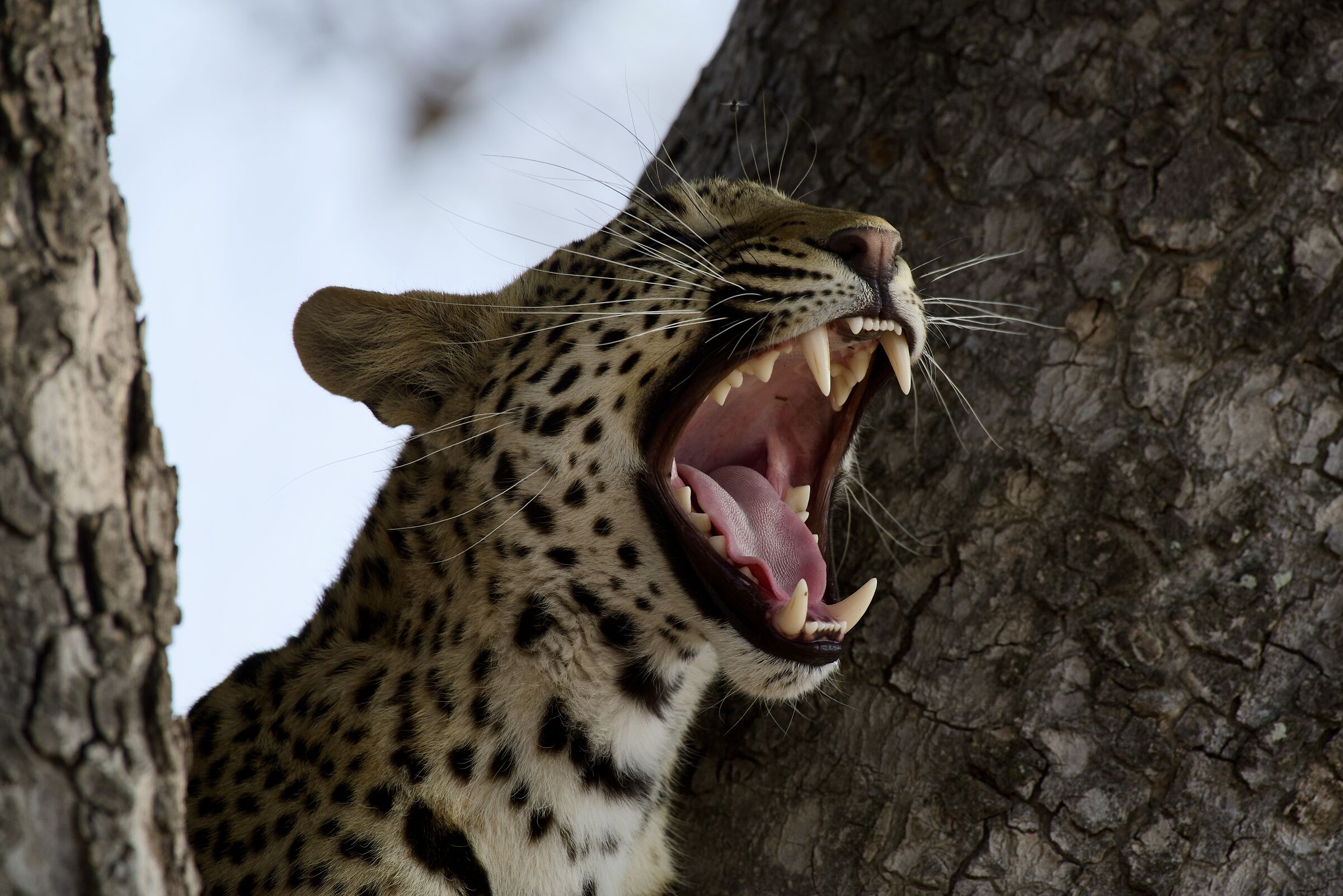 Leopard 2