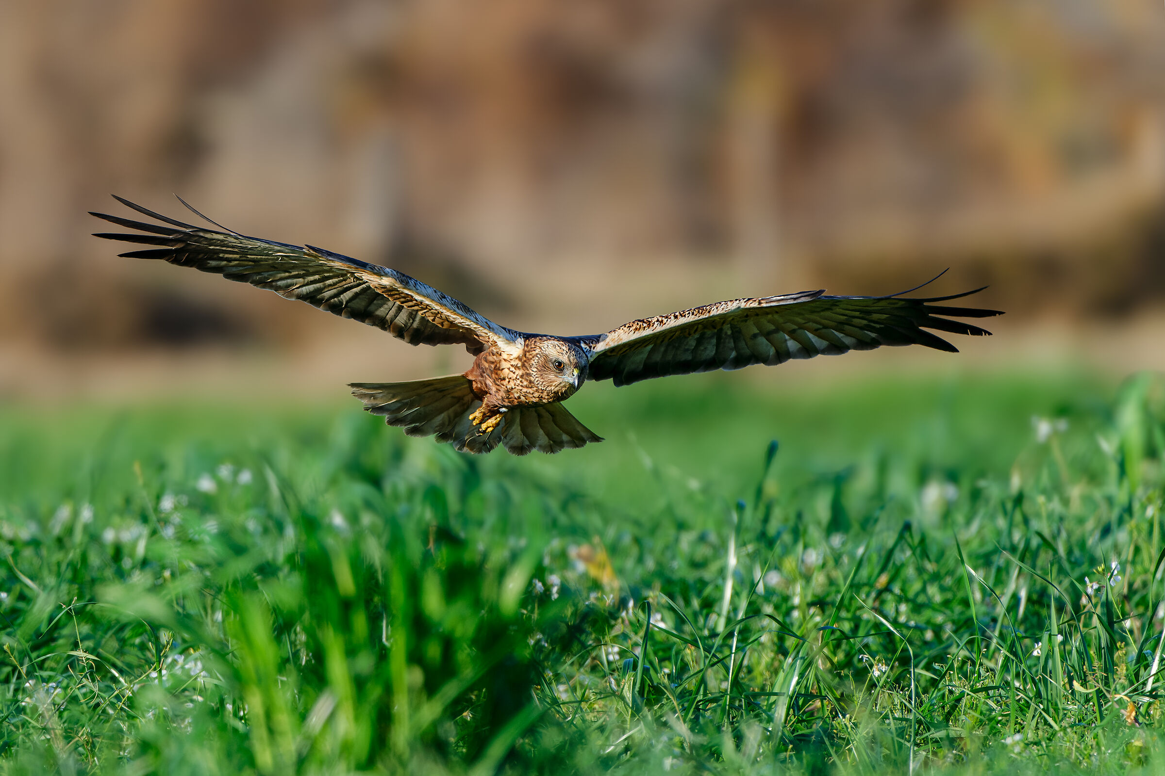 Marsh Harrier