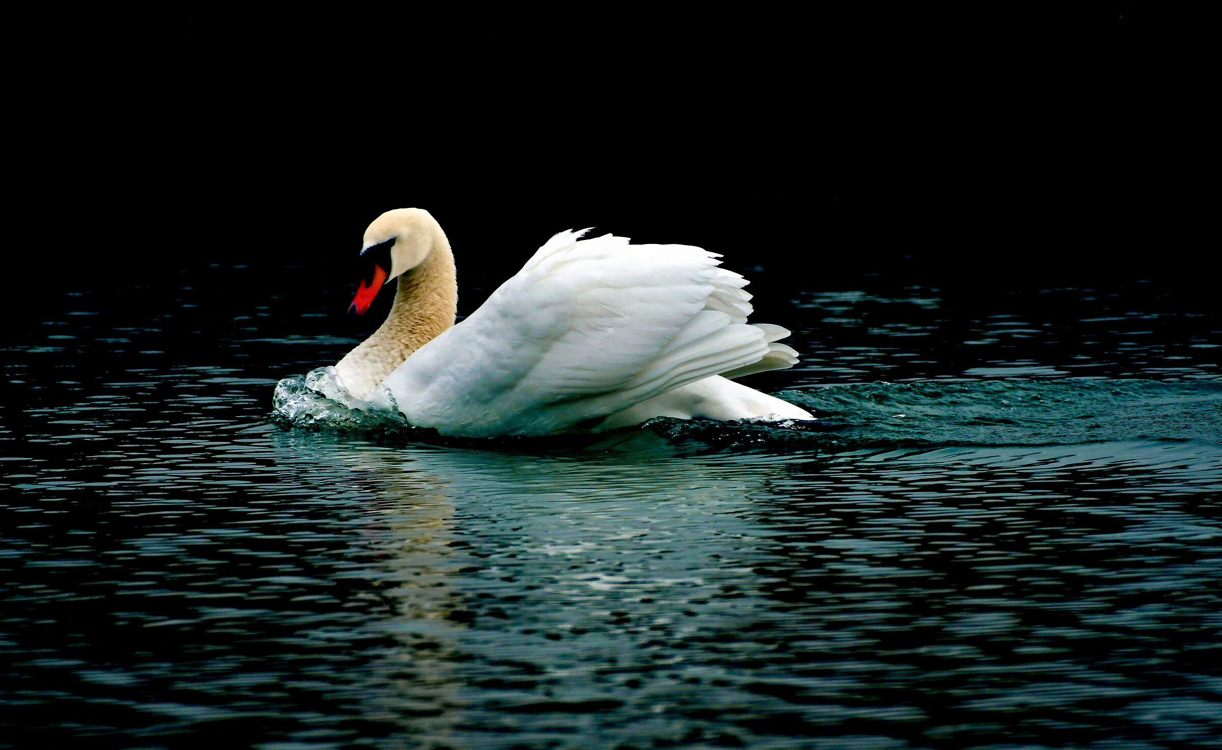 Mute swan
