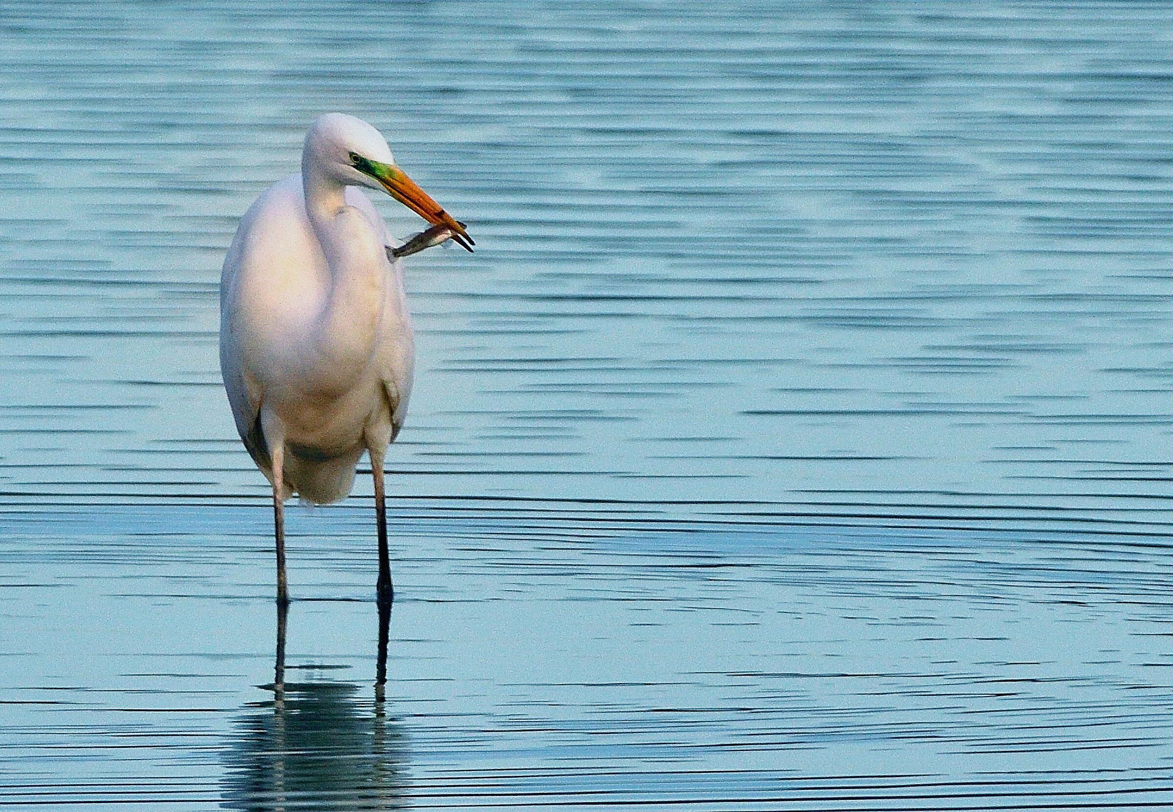 White Heron