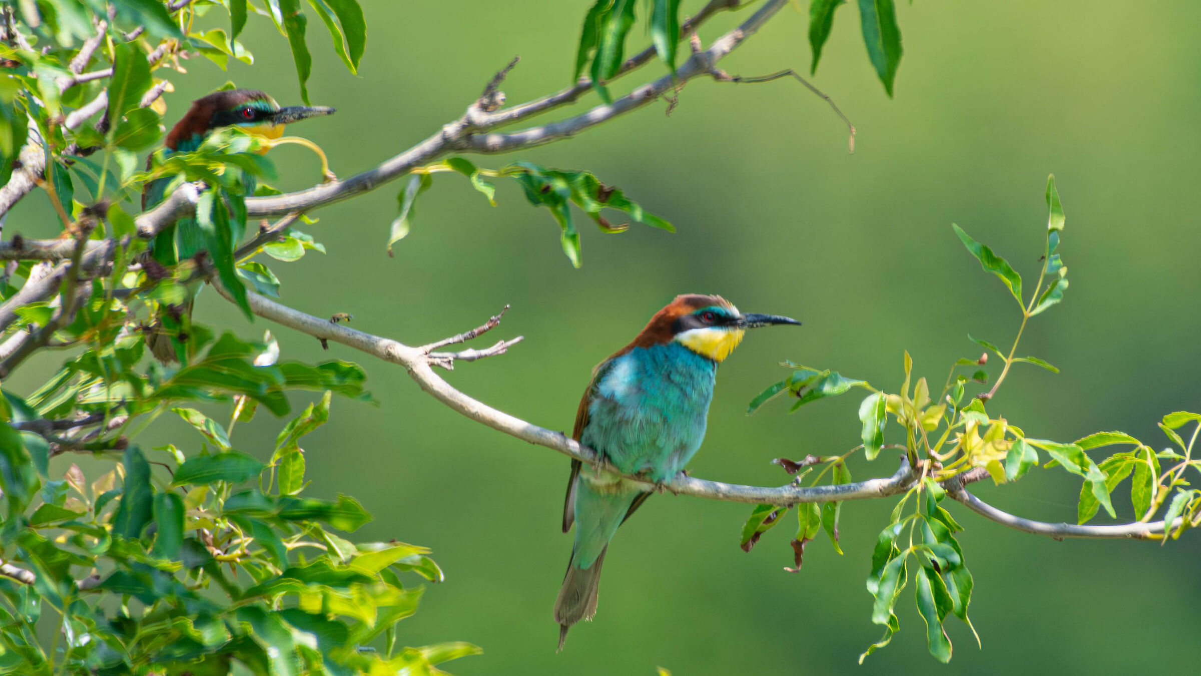 Bee-eater.. the