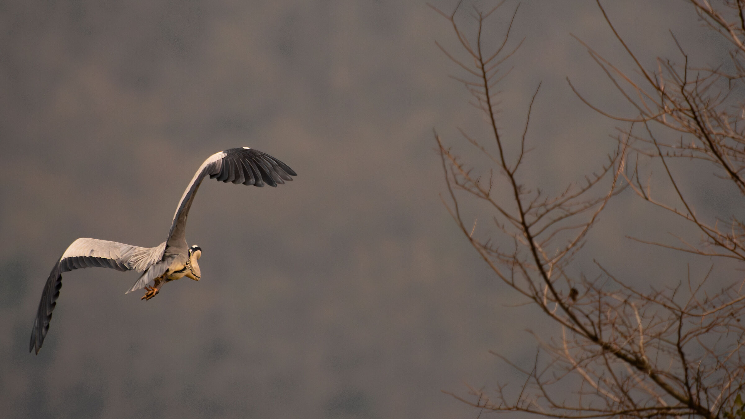Grey heron