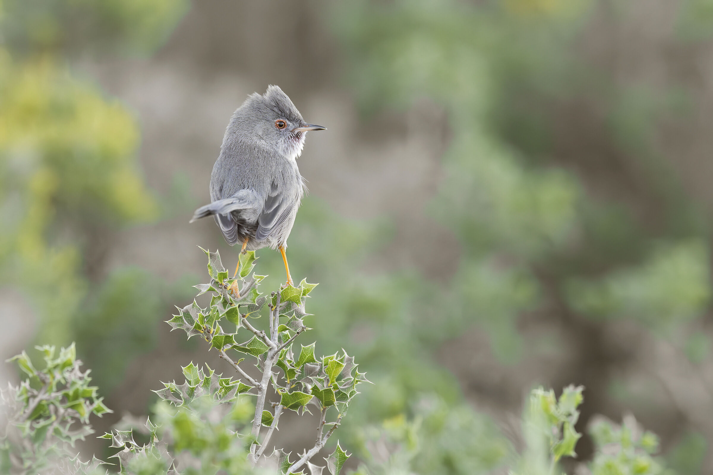 Dartford warbler ?