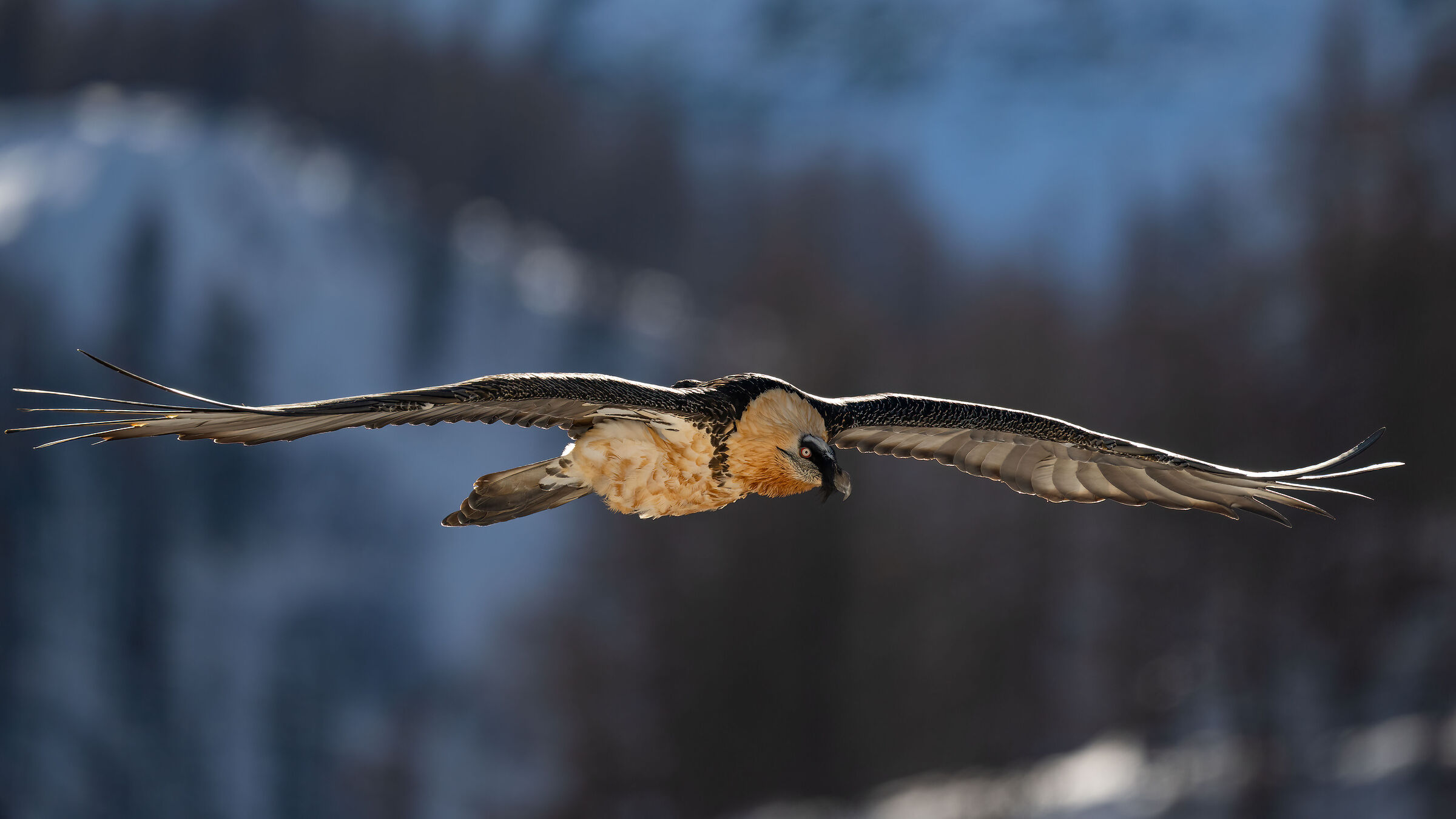 Gypaetus barbatus - Gran Paradiso National Park