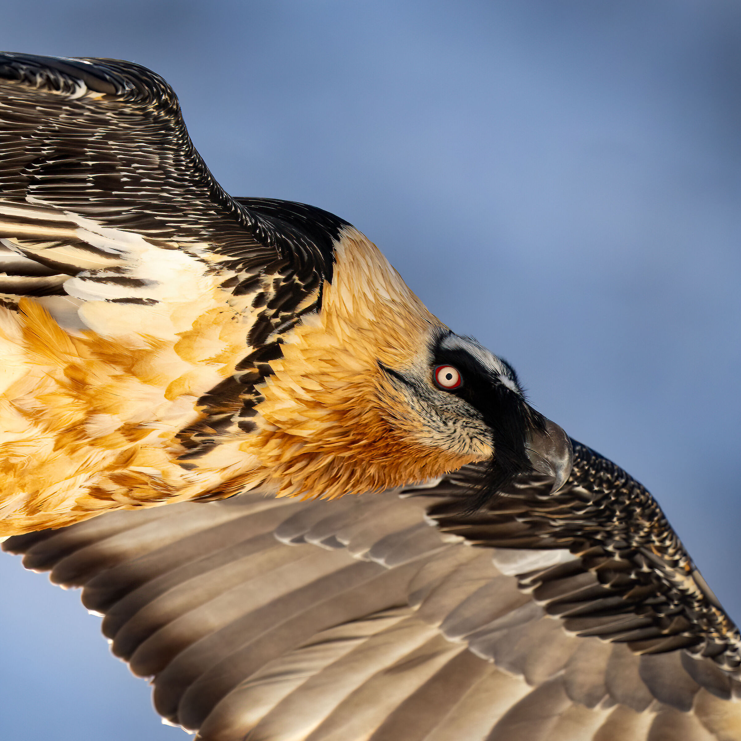 Gypaetus barbatus - Gran Paradiso National Park