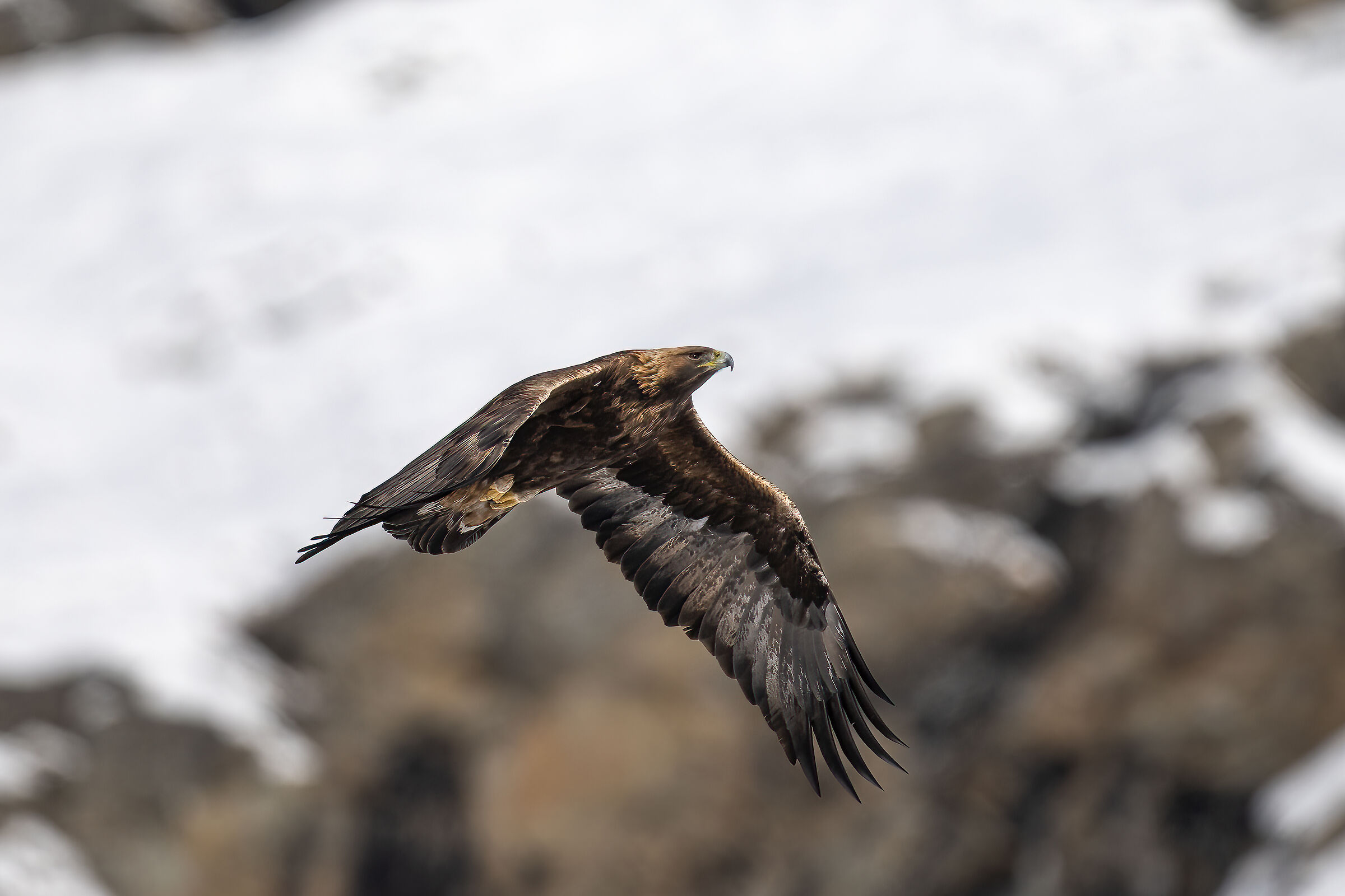 Golden Eagle - Gran Paradiso National Park