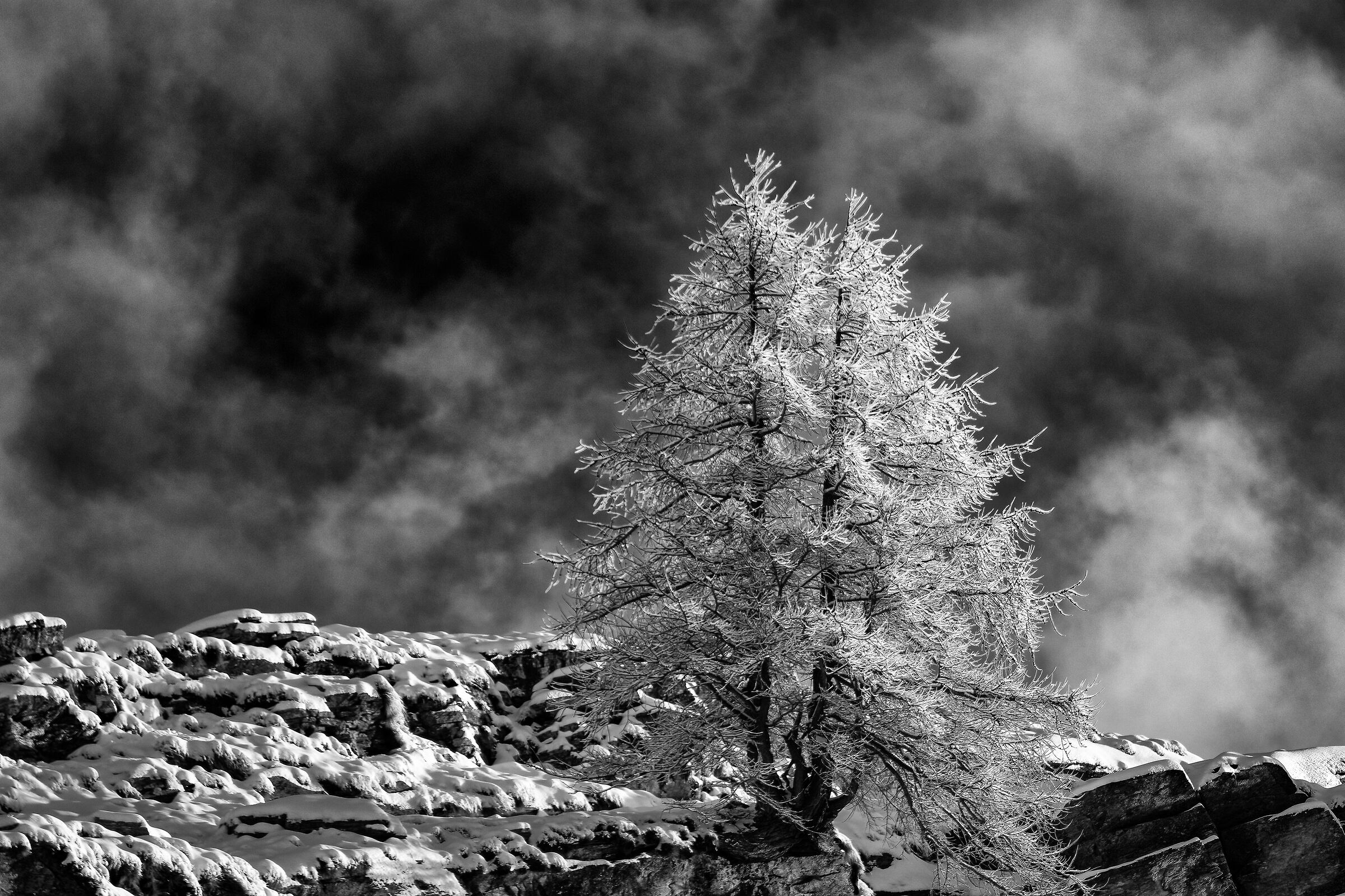 Gran Paradiso National Park - Piedmont