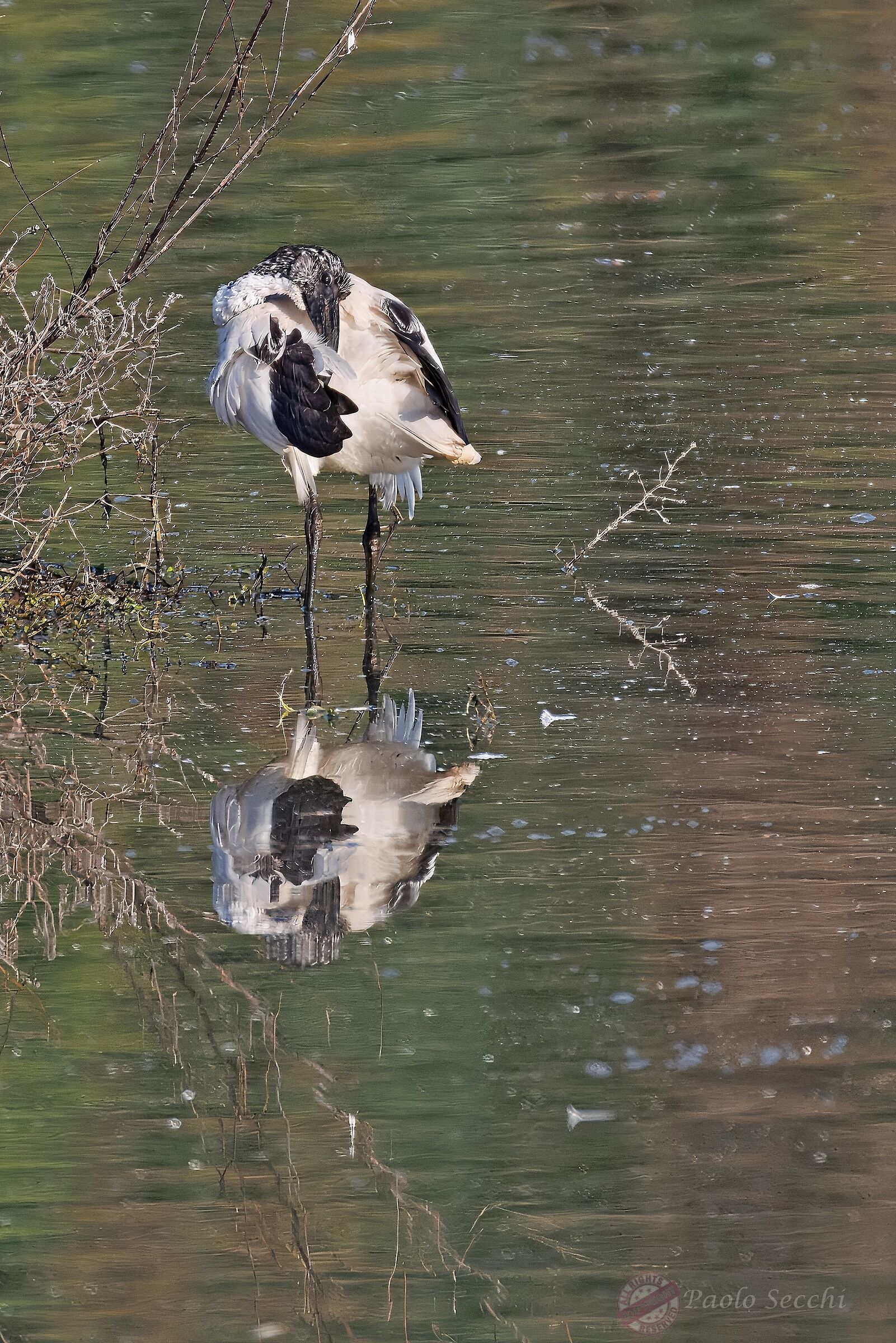 Mirrored grooming