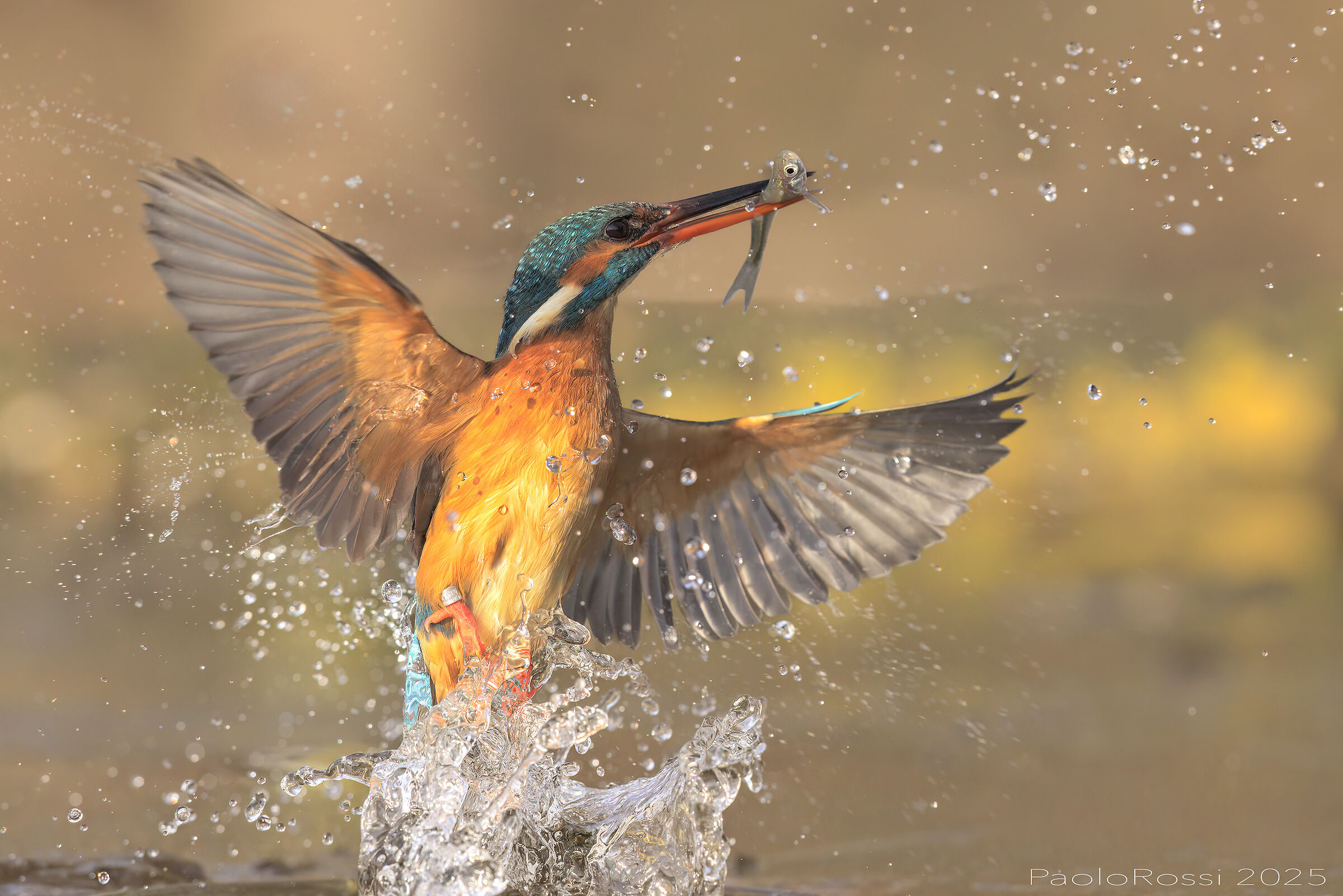 La Martina in volo...