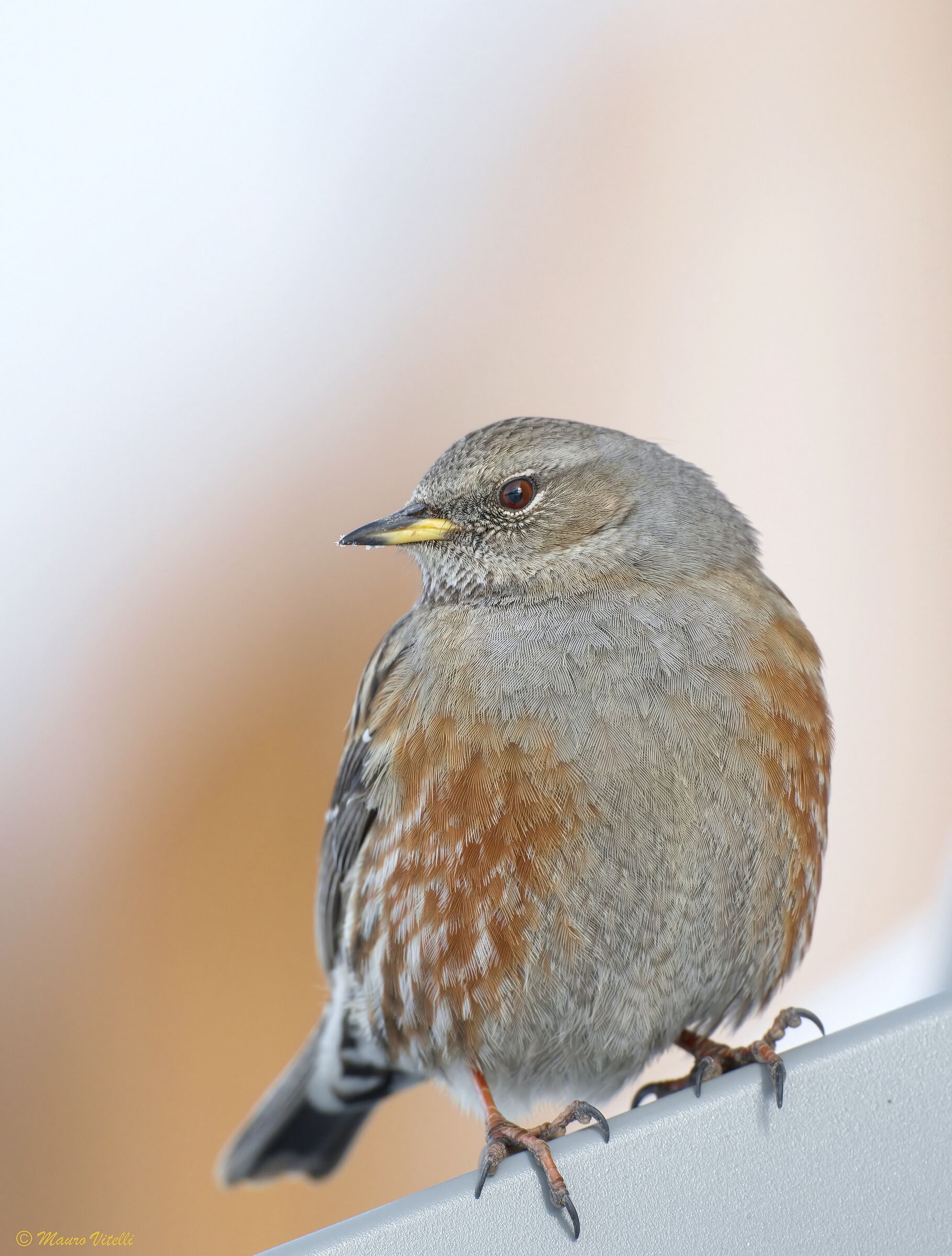 Honker (Prunella collaris)