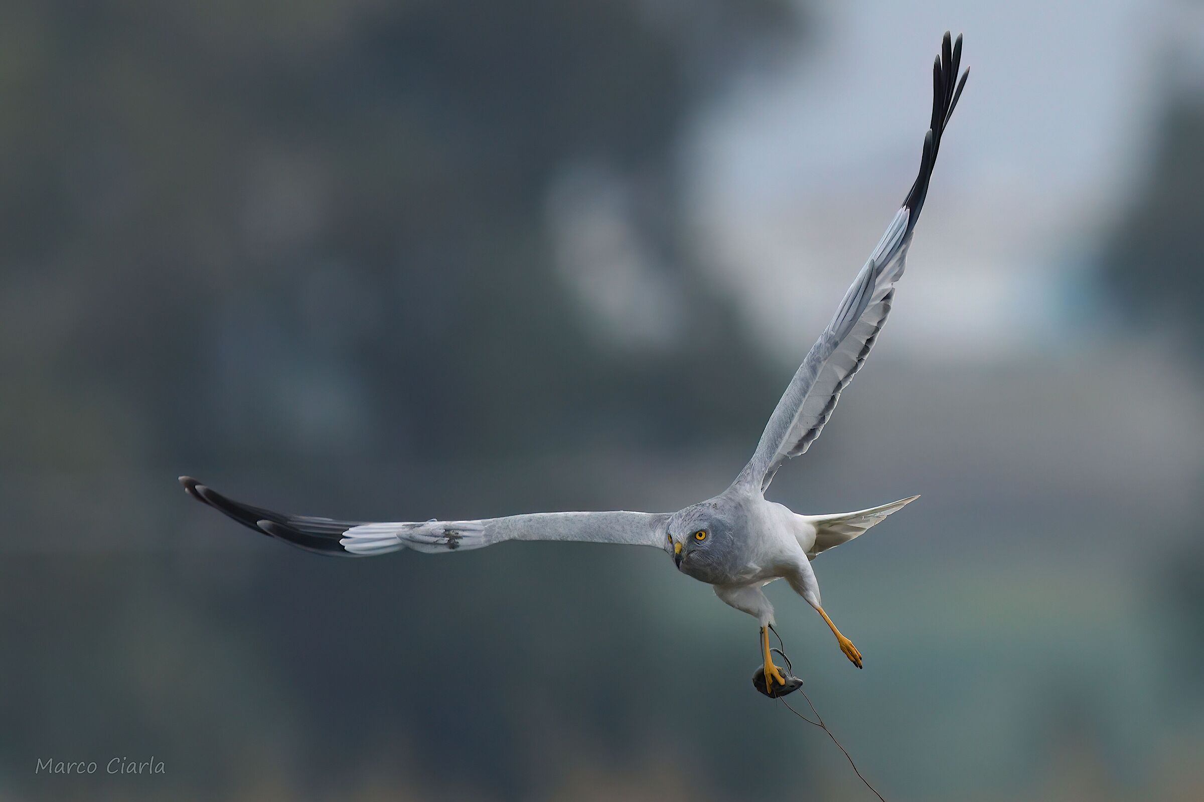 Hen Harrier (Circus cyaneus )