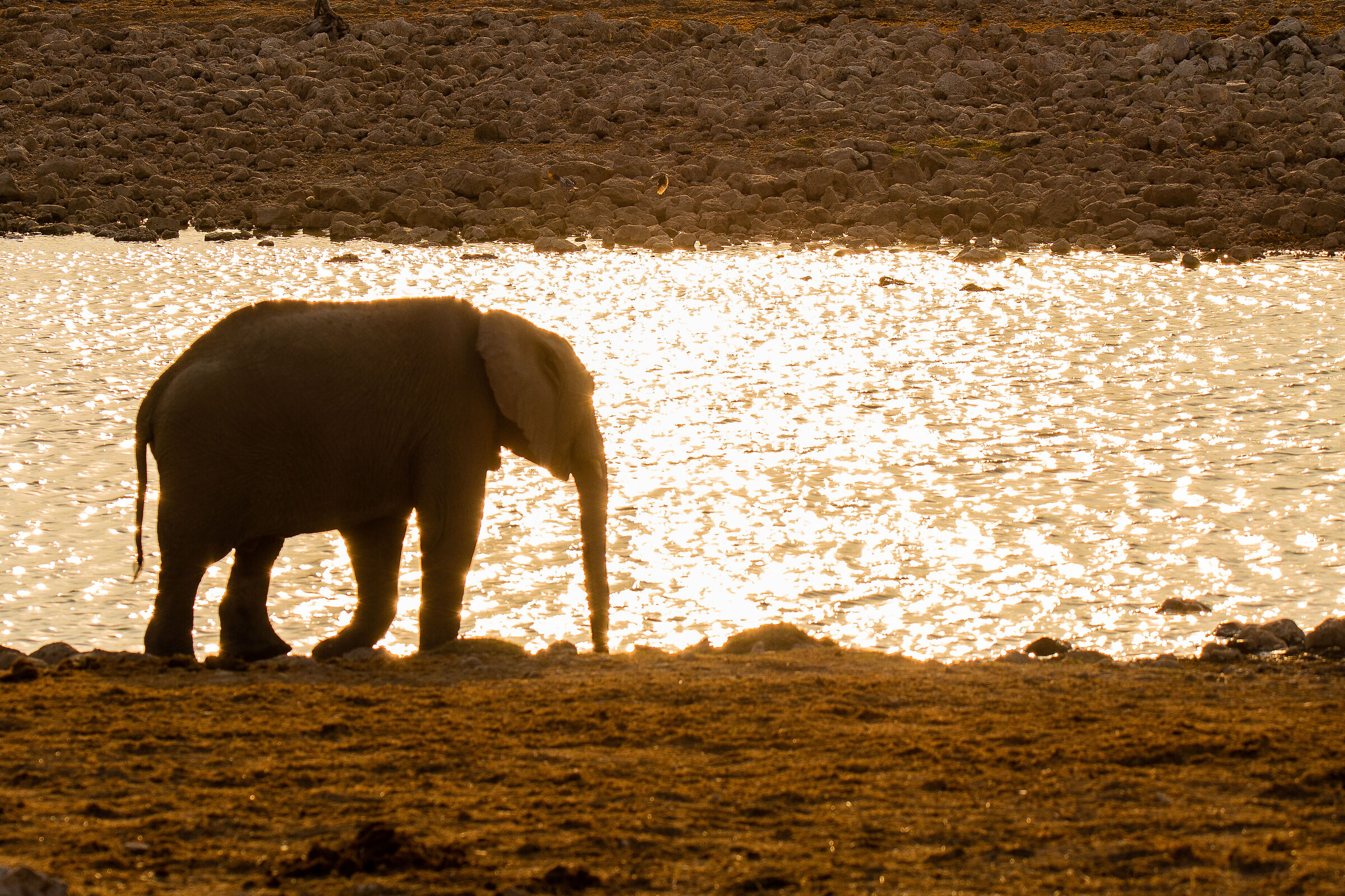 Elefante al tramonto