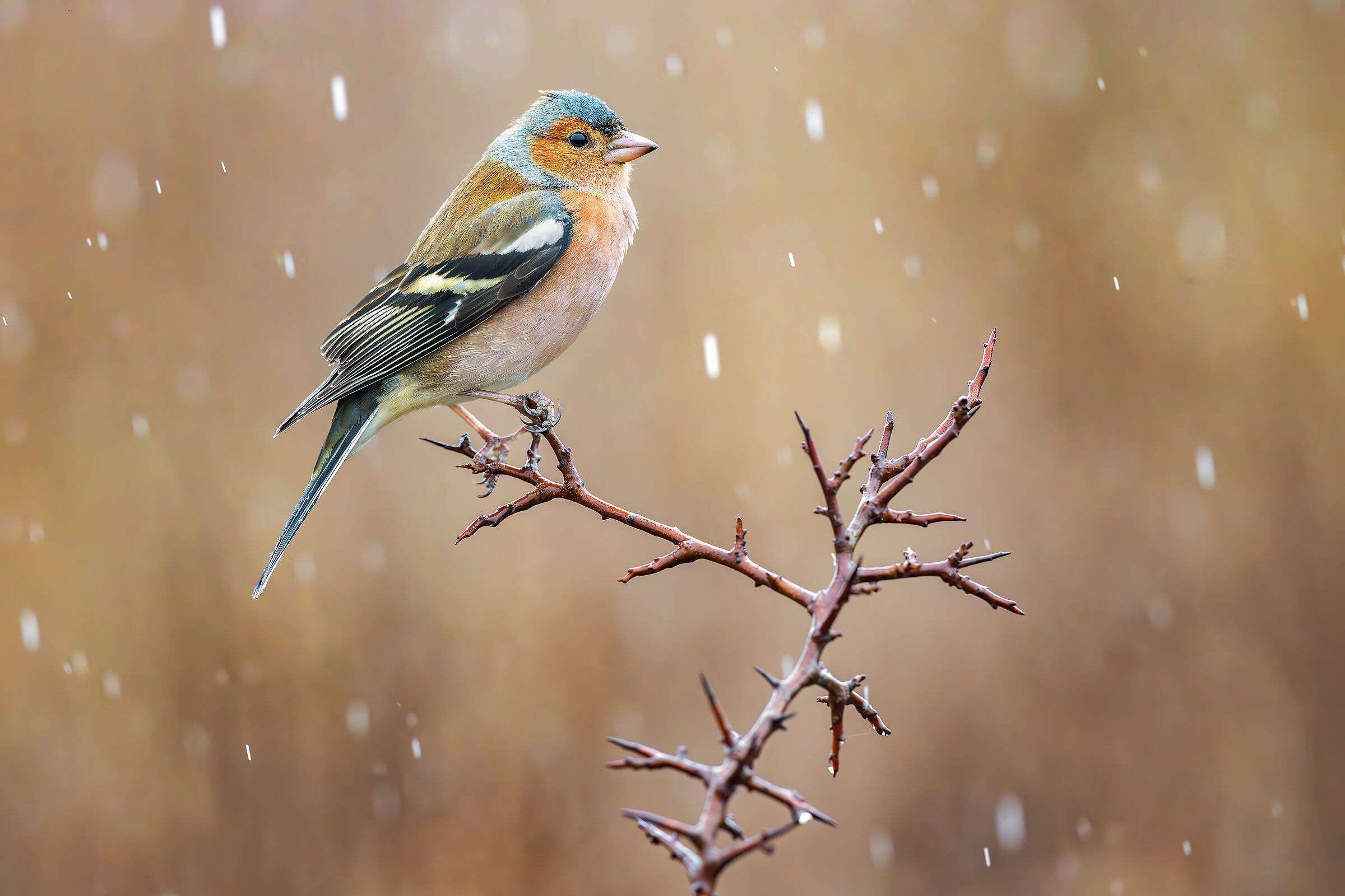 Chaffinch